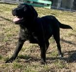 Enlarge Philip, an adopted Retriever in Glasgow, KY image 2/3