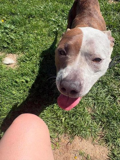 Marble, Adoptable, Adult Female Pit Bull Terrier & Mixed Breed.