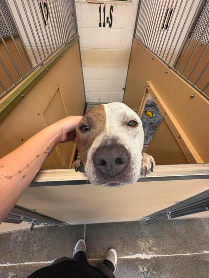 Marble, Adoptable, Adult Female Pit Bull Terrier & Mixed Breed.