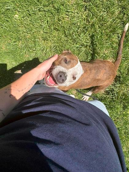 Marble, a Adoptable mixed breed in Scottsbluff, NE image 2/3