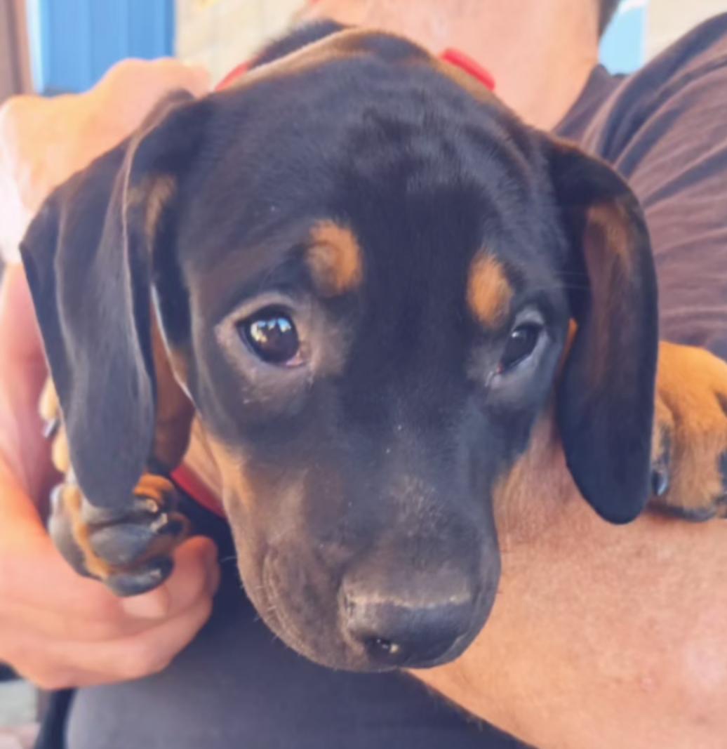 Porsche, adopted, Puppy Male German Shepherd Dog & Black and Tan Coonhound.