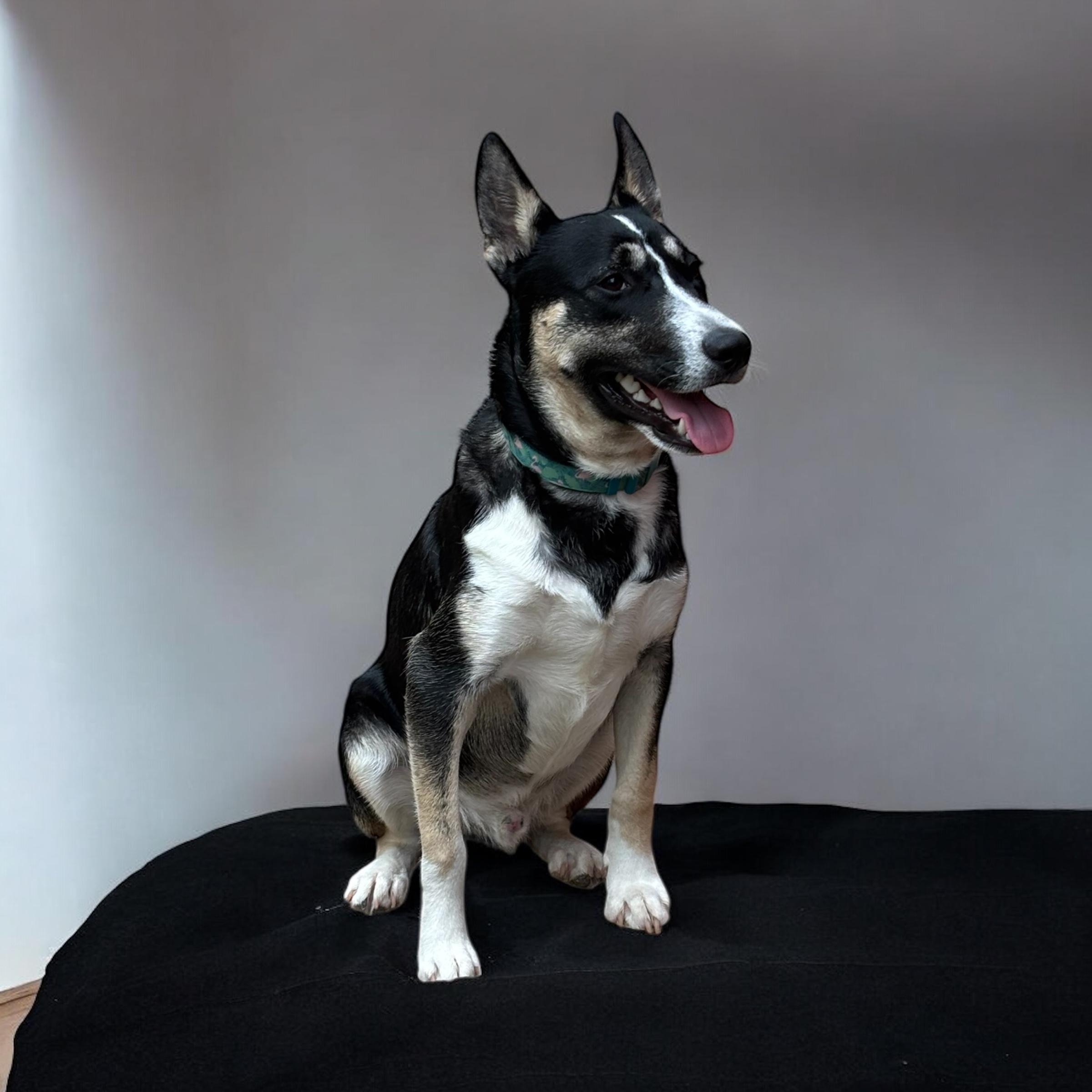 Enlarge Titanium, a Adoptable mixed breed in Homosassa Springs, FL image 3/4