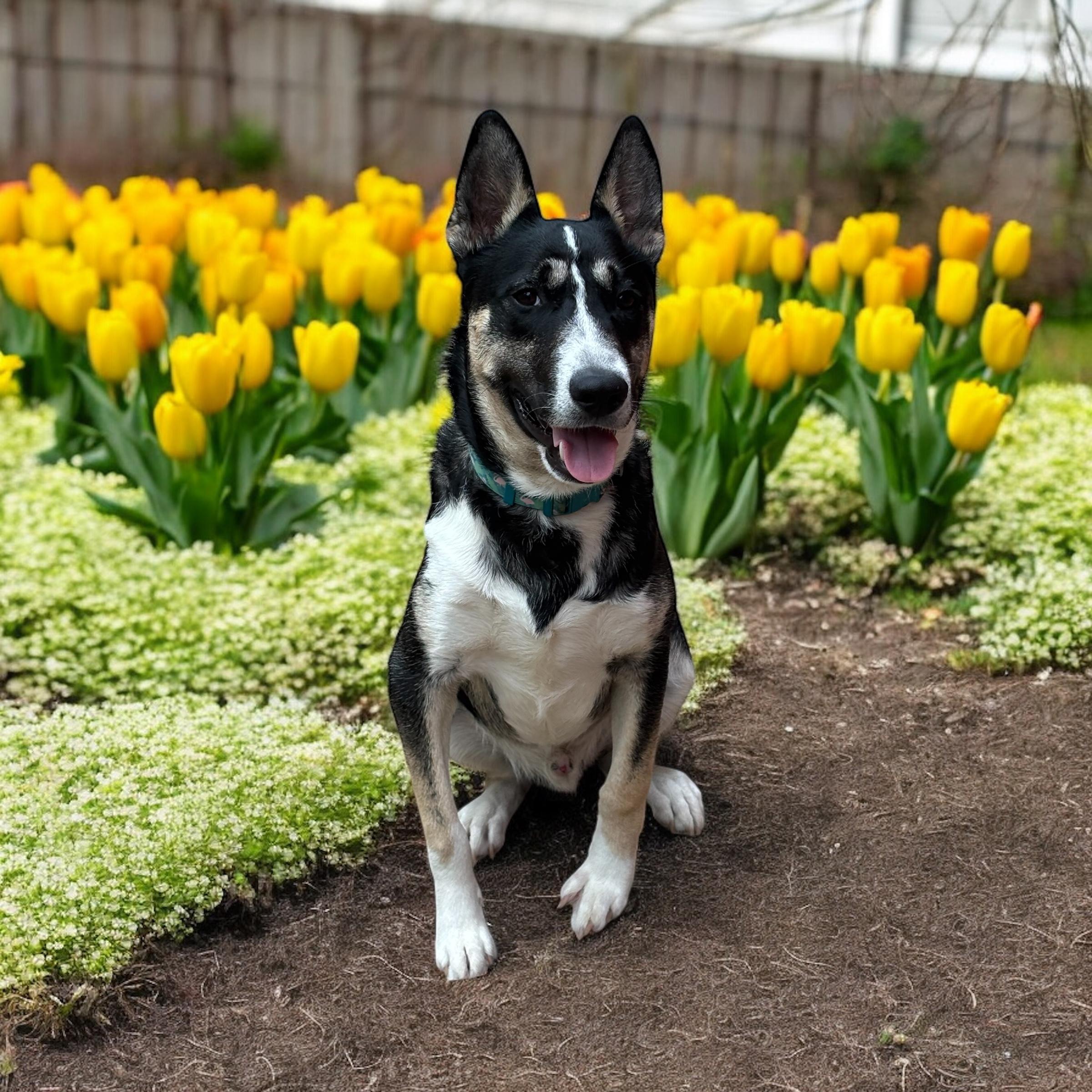 Titanium, Adoptable, Young Male Siberian Husky & Bull Terrier.