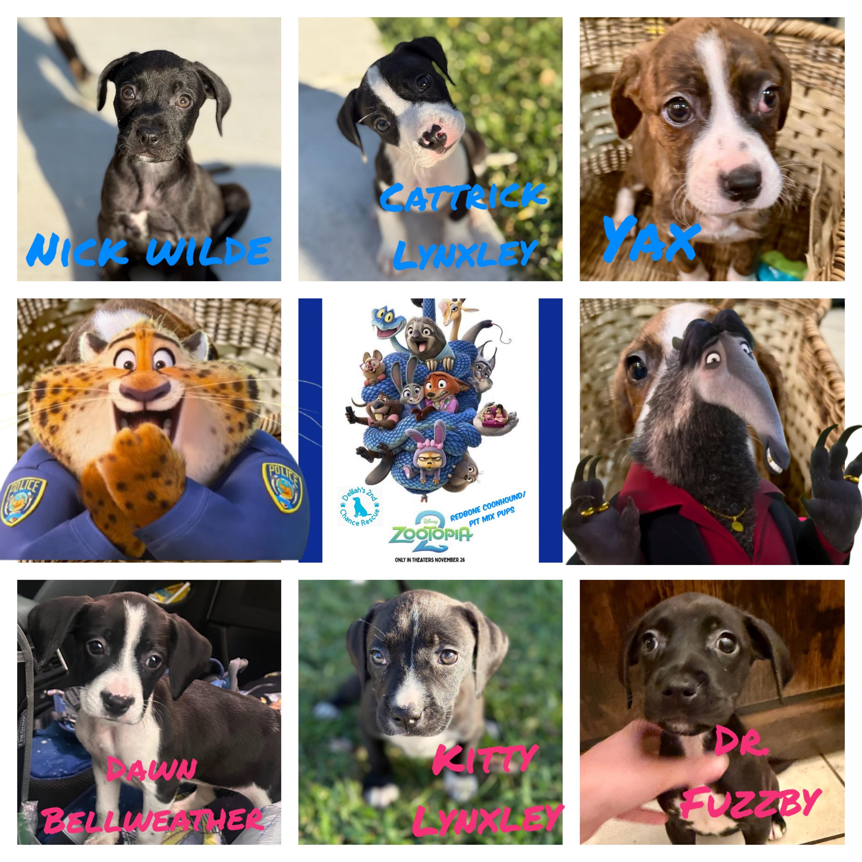 Enlarge Zootopia 2 Pups, a Adoptable mixed breed in Port Saint Lucie, FL image 2/2
