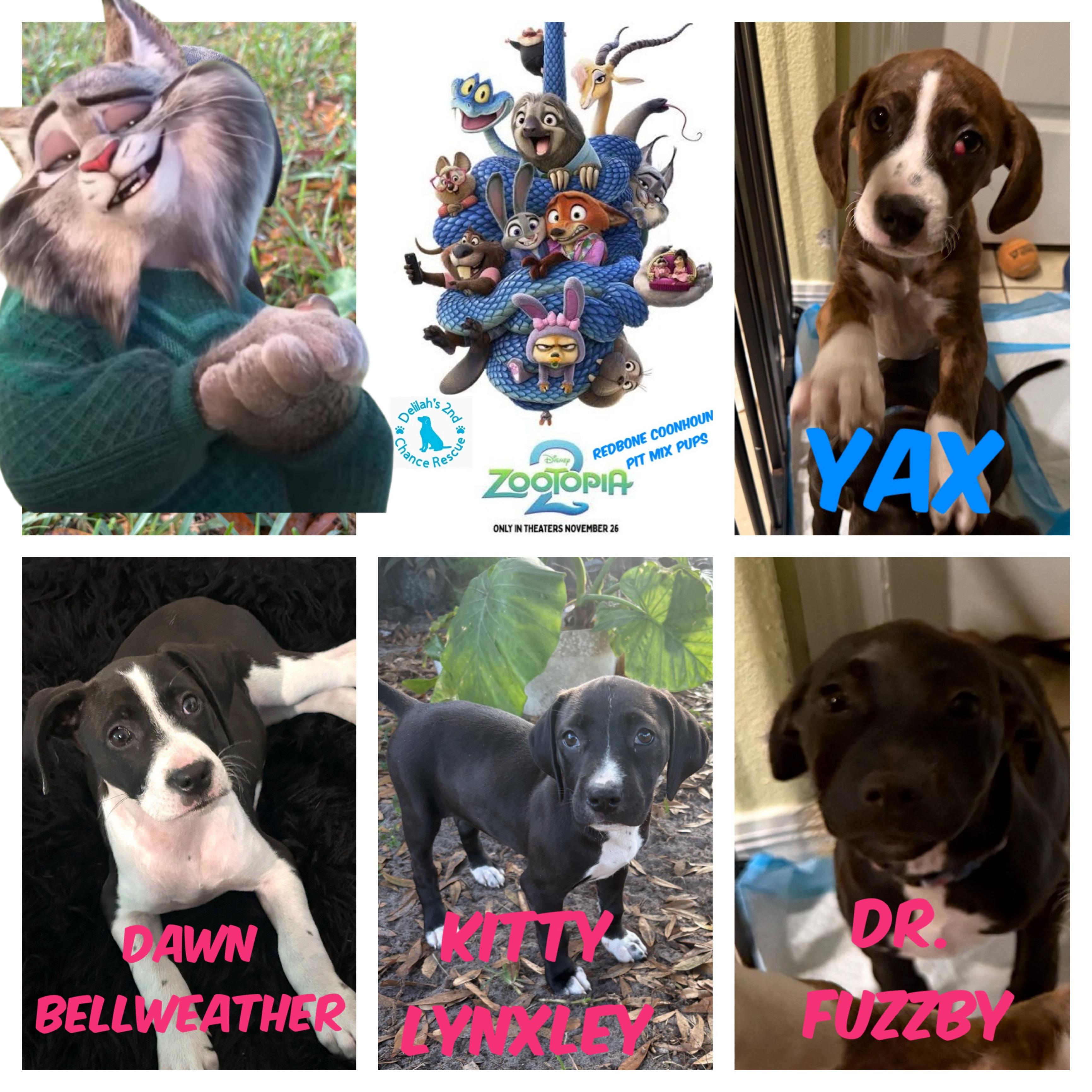 Enlarge Zootopia 2 Pups, a Adoptable mixed breed in Port Saint Lucie, FL image 1/2