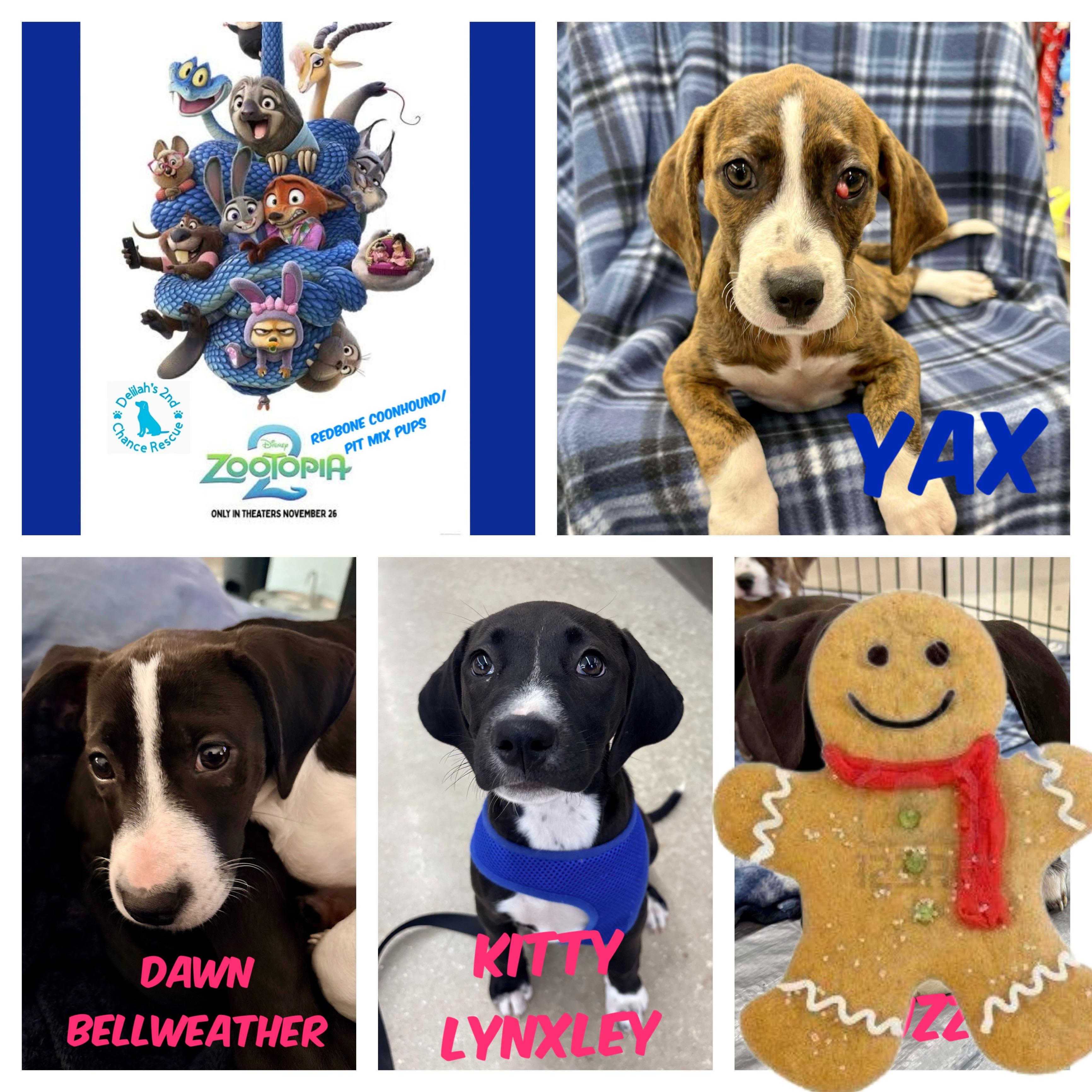 Zootopia 2 Pups, Adoptable, Puppy Male Redbone Coonhound & Pit Bull Terrier.