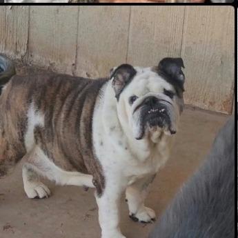 Enlarge PookieAvailable 10/23, a Adoptable English Bulldog in Loves Park, IL image 1/1