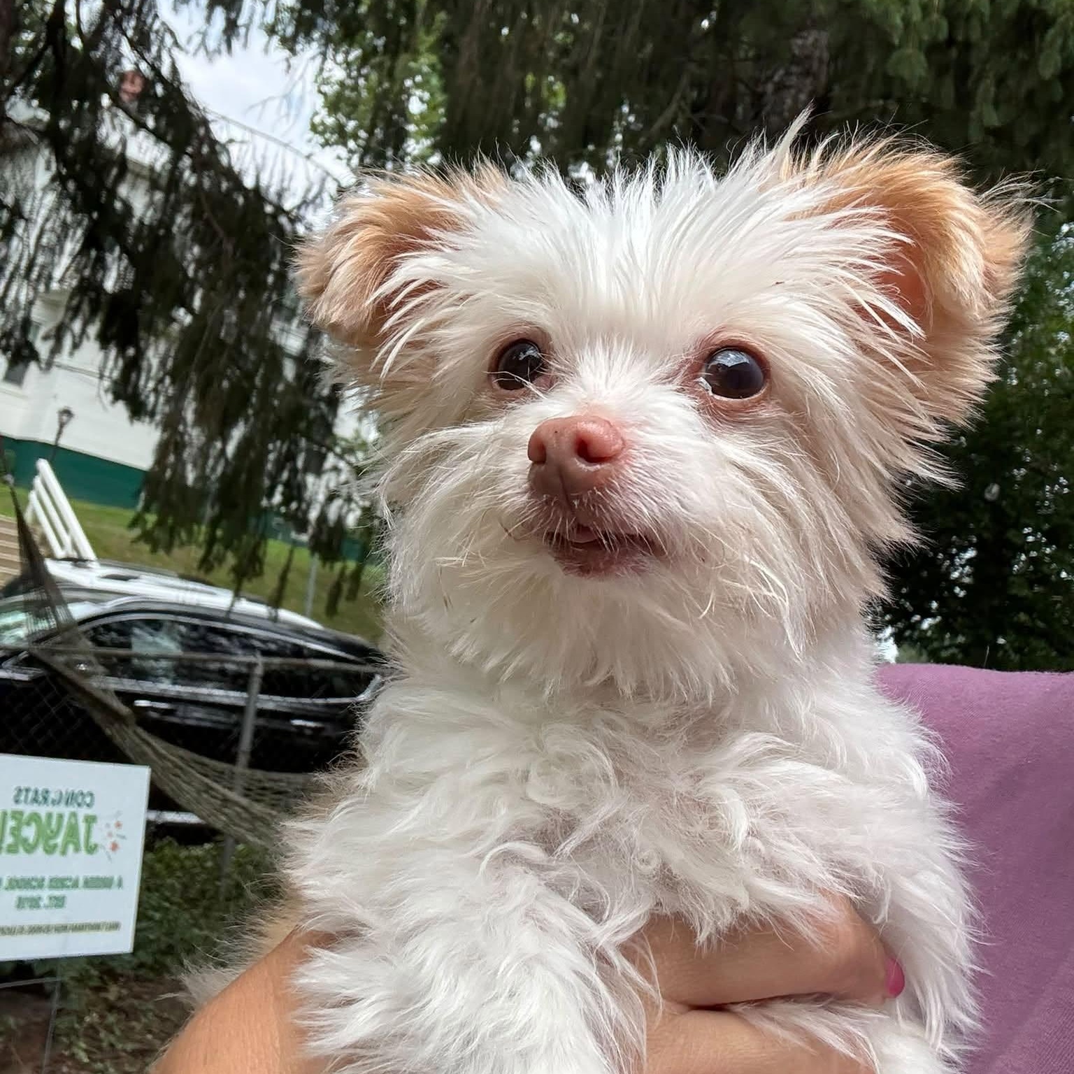 Enlarge Eliza, a Adoptable mixed breed in Rockville, MD image 2/6