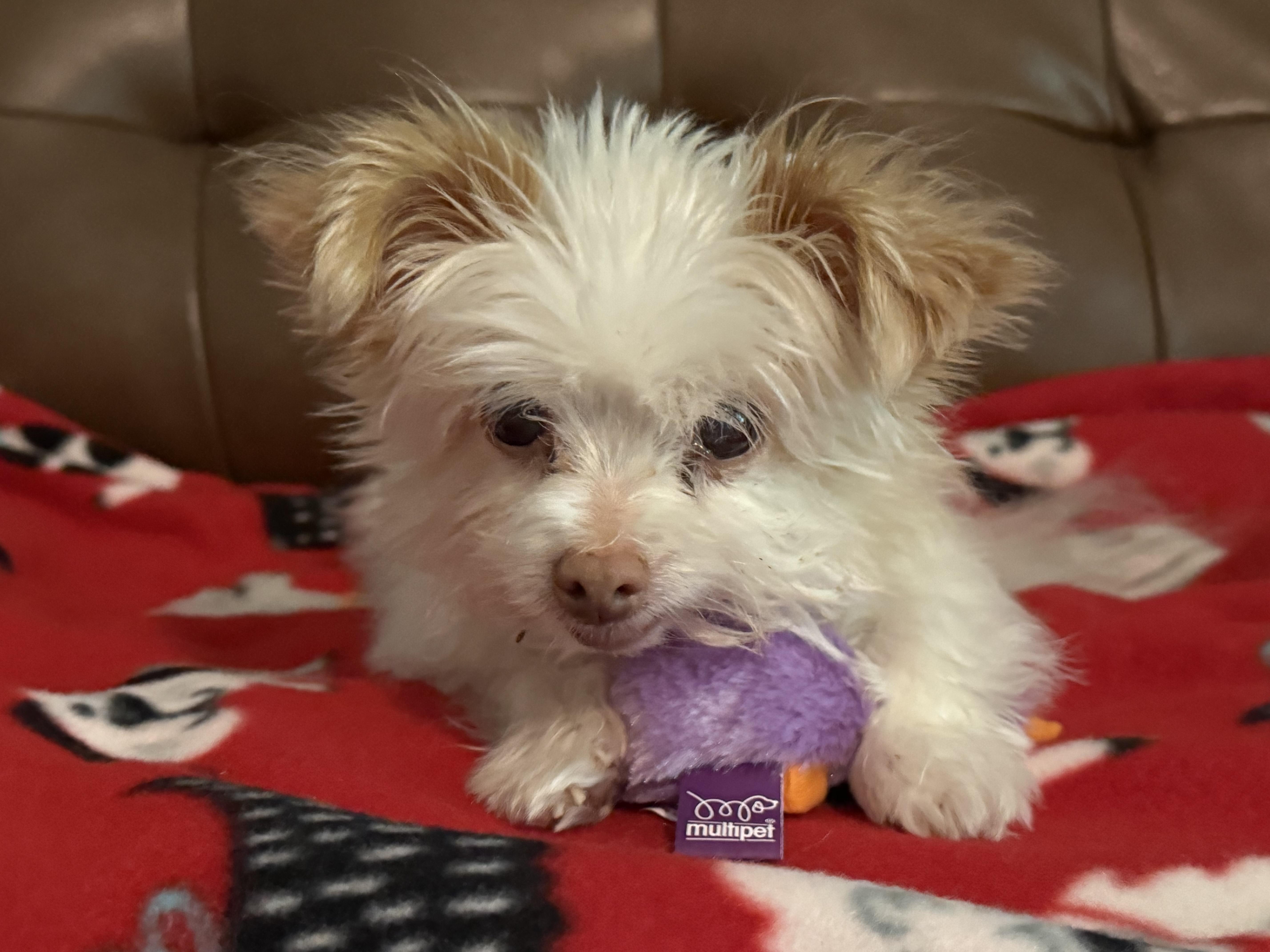 Enlarge Eliza, a Adoptable mixed breed in Rockville, MD image 6/6