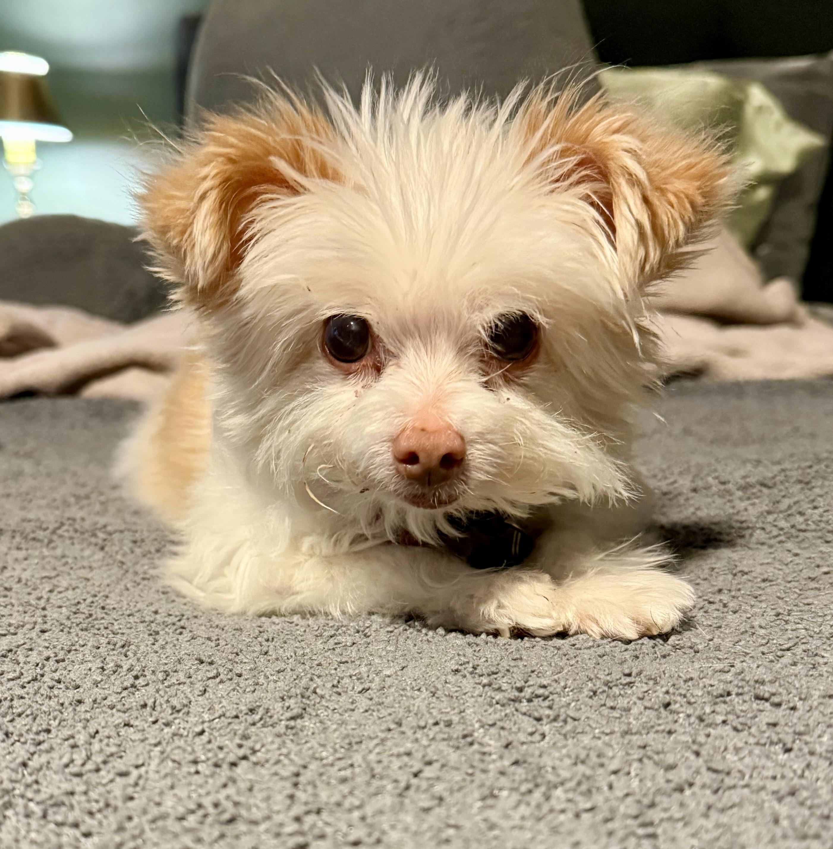 Eliza, Adoptable, Senior Female Maltese.