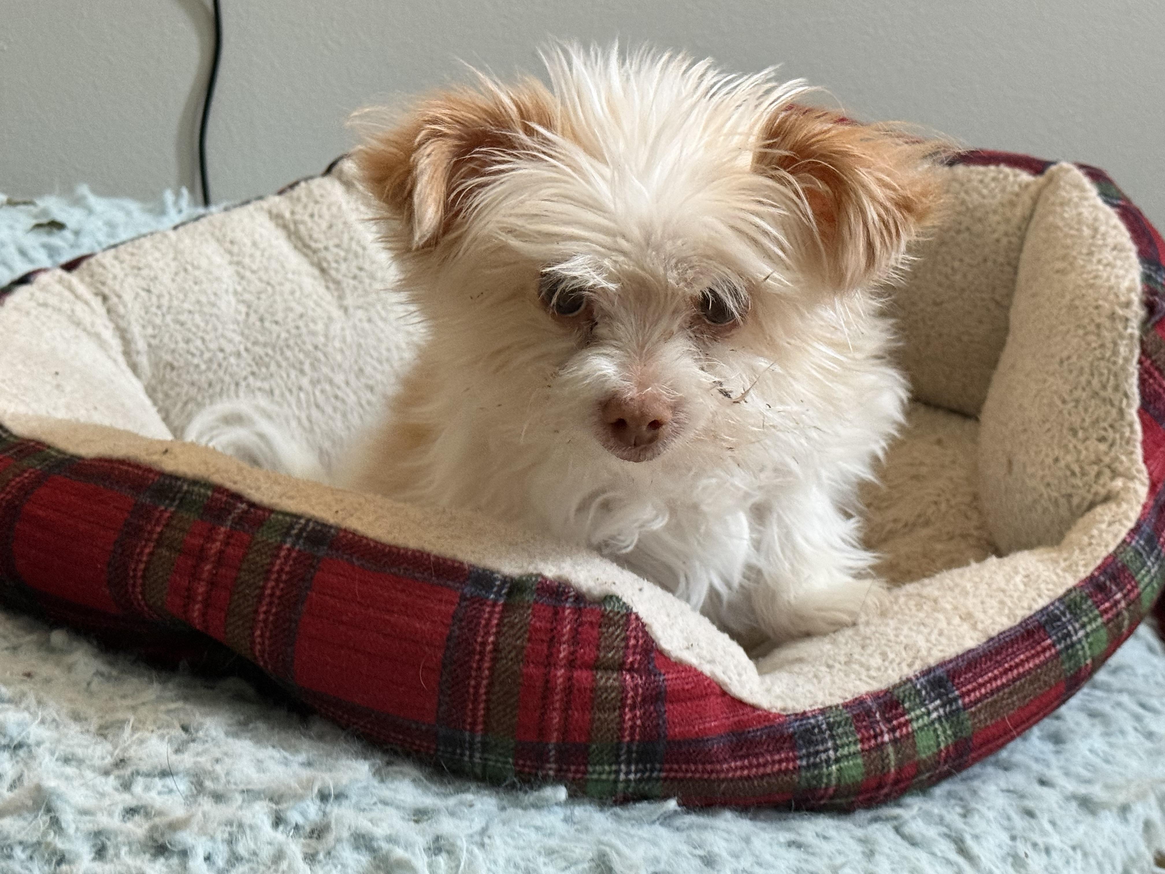 Enlarge Eliza, a Adoptable mixed breed in Rockville, MD image 5/6
