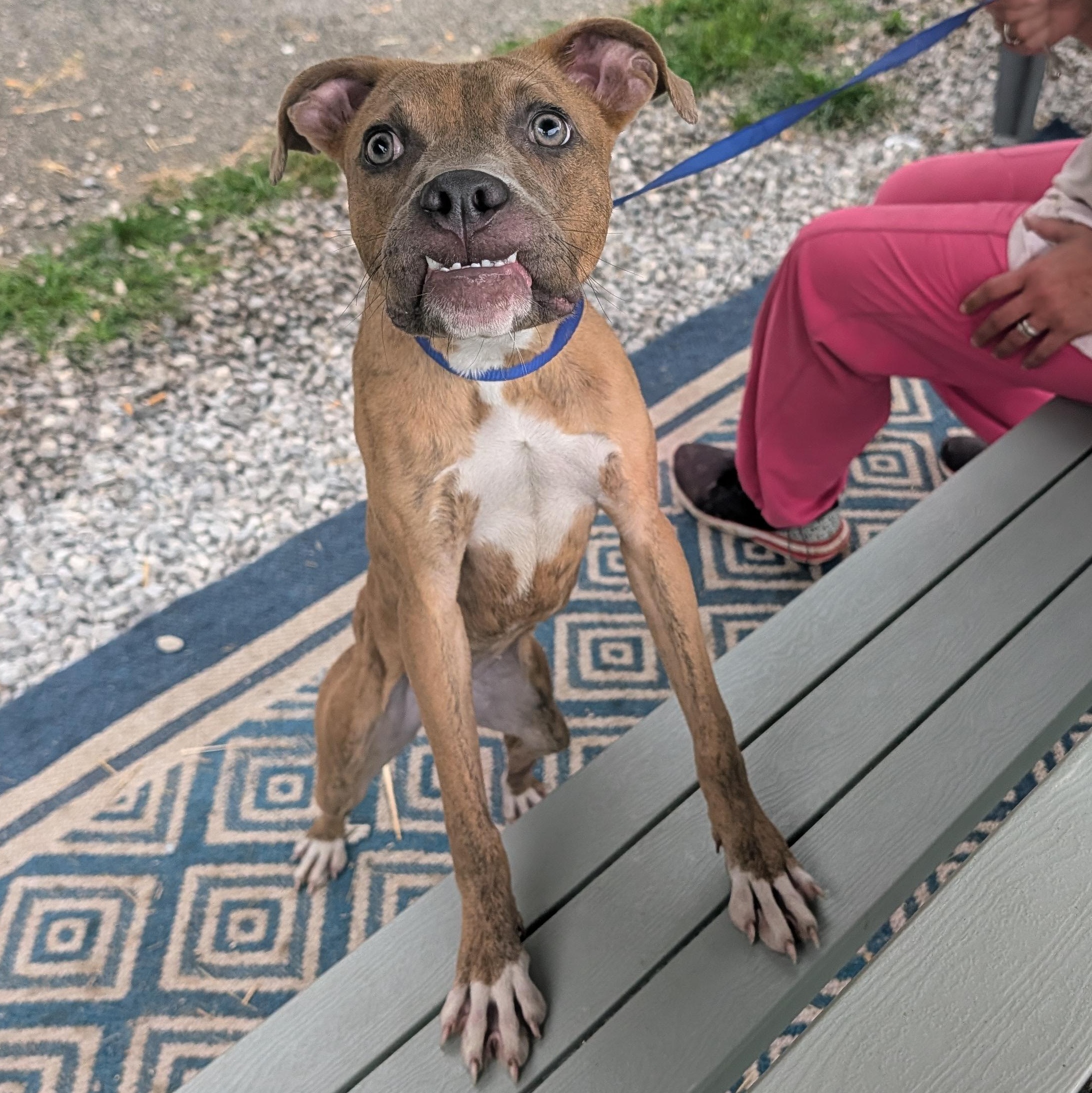 Gypsy, Adoptable, Young Female Boxer.