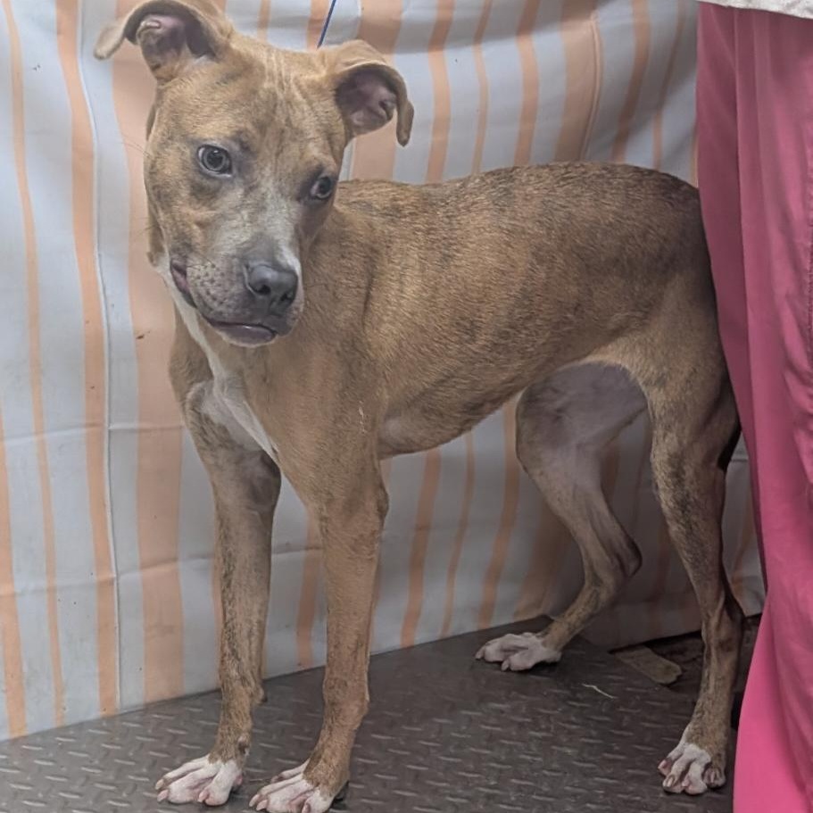 Enlarge Gypsy, a Adoptable mixed breed in Downers Grove, IL image 2/2