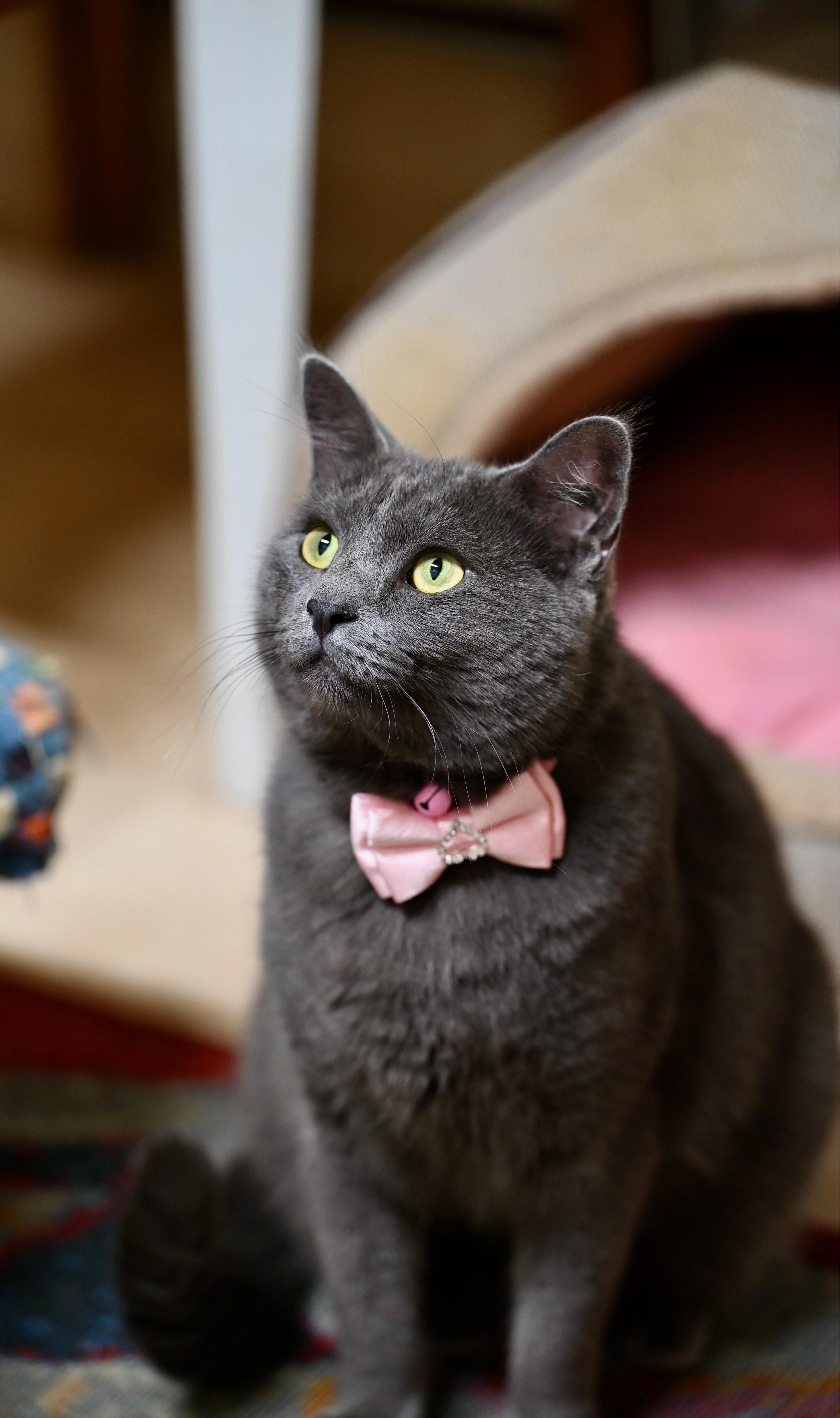Mochi, adopted, Adult Female Russian Blue & Maine Coon.