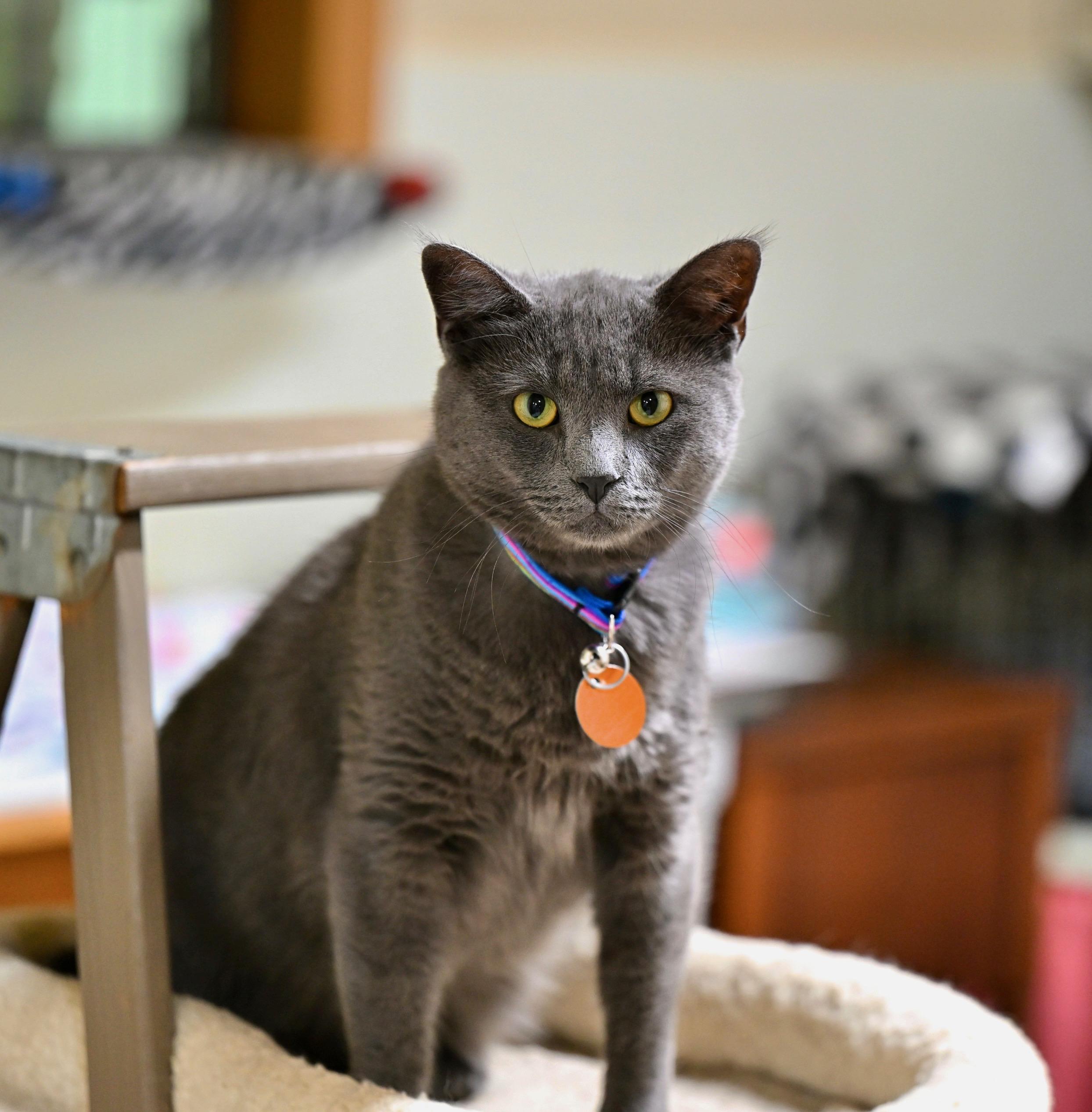 Mochi, an adopted mixed breed in Douglas, MA image 2/5