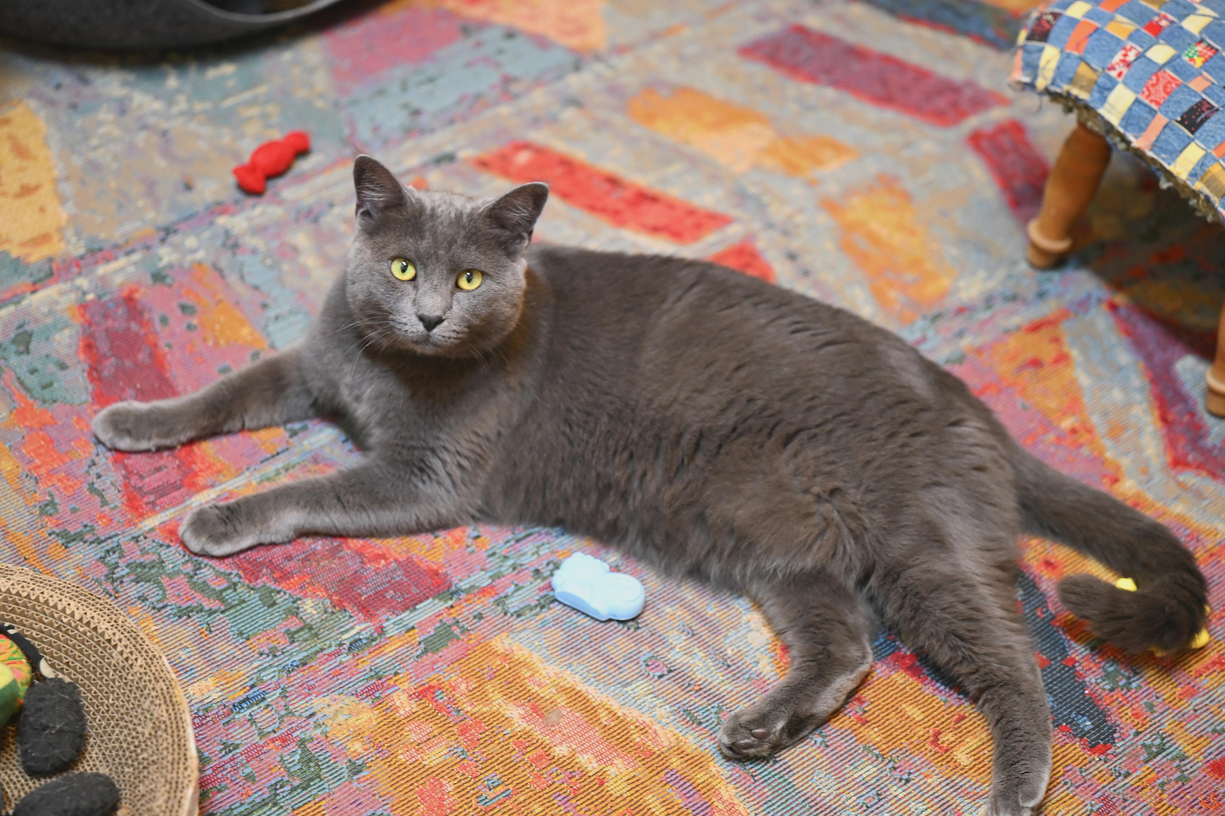 Mochi, an adopted mixed breed in Douglas, MA image 3/5