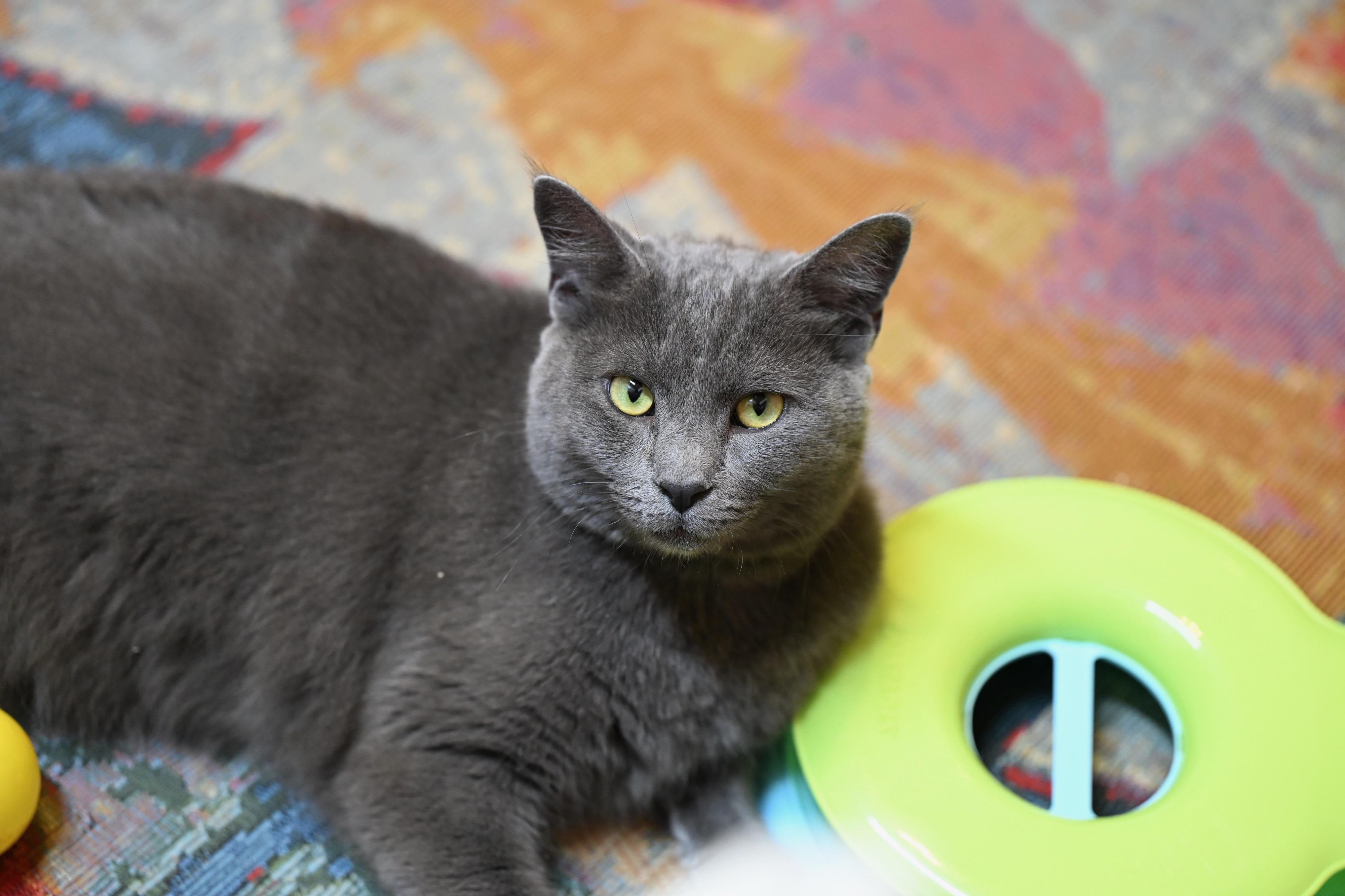 Mochi, an adopted mixed breed in Douglas, MA image 4/5