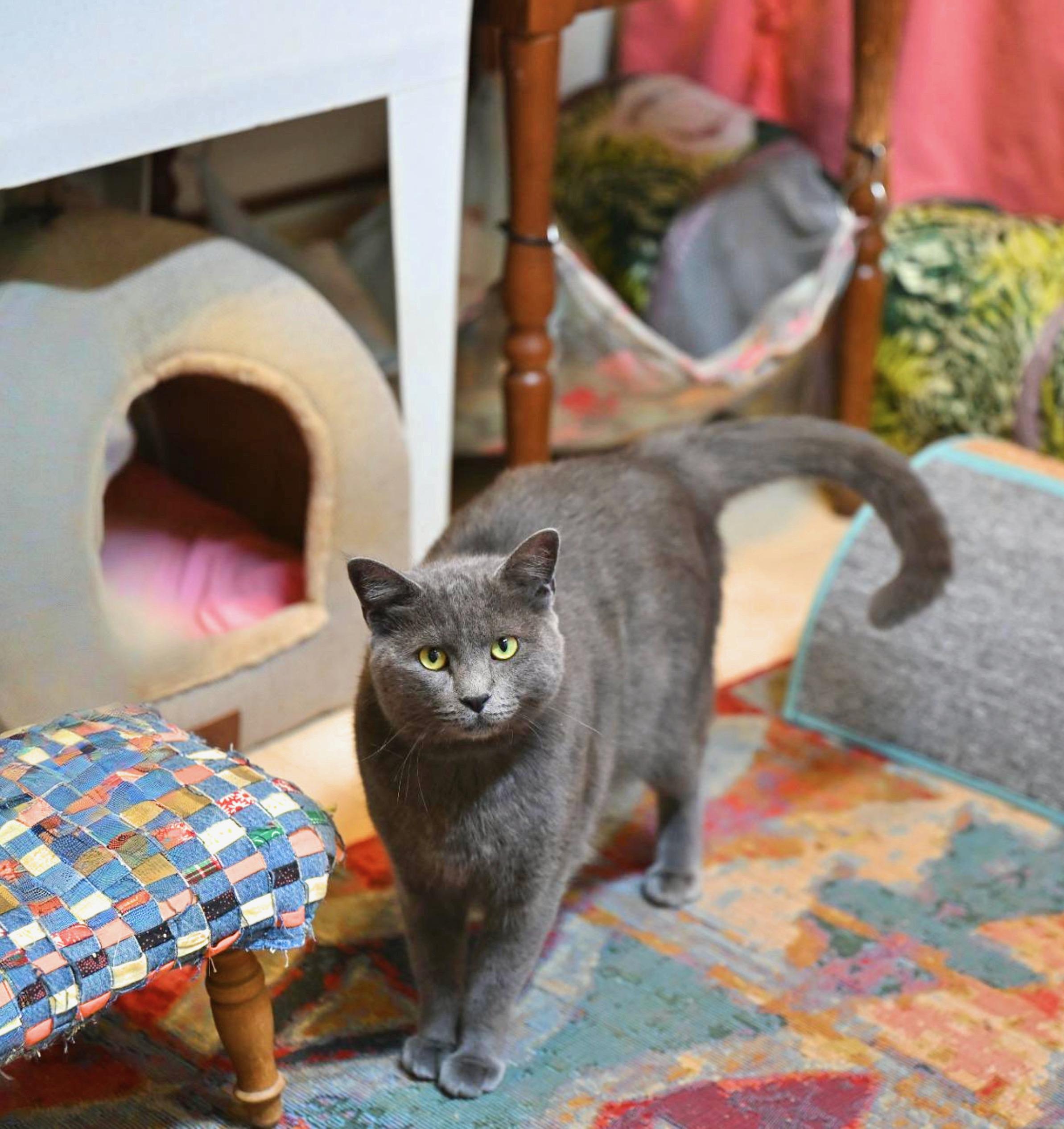 Mochi, an adopted mixed breed in Douglas, MA image 5/5