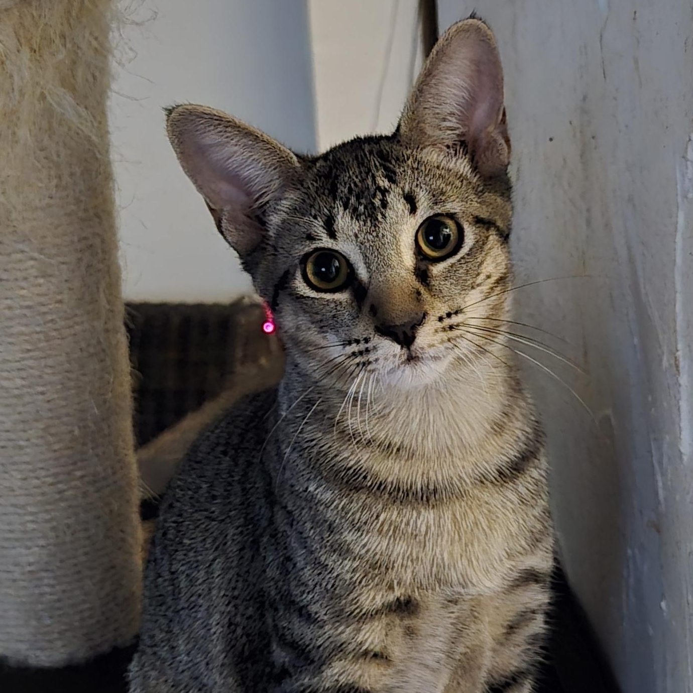 Oriental Cat Breeds: Discover Stunning Traits & Care Tips