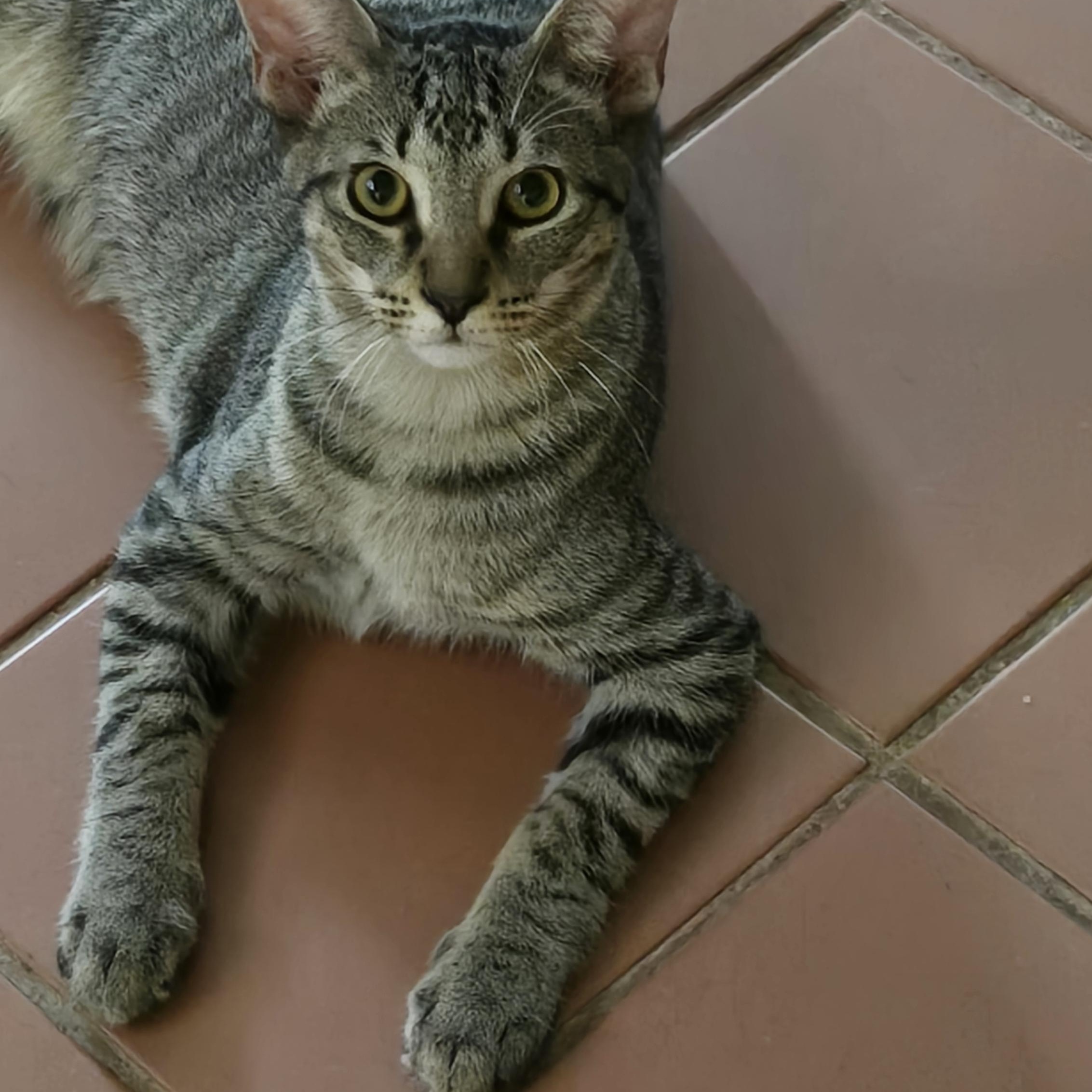 Hang Ten thumbnail 2