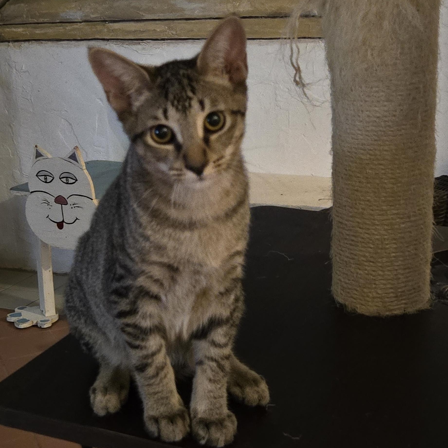 Hang Ten thumbnail 7