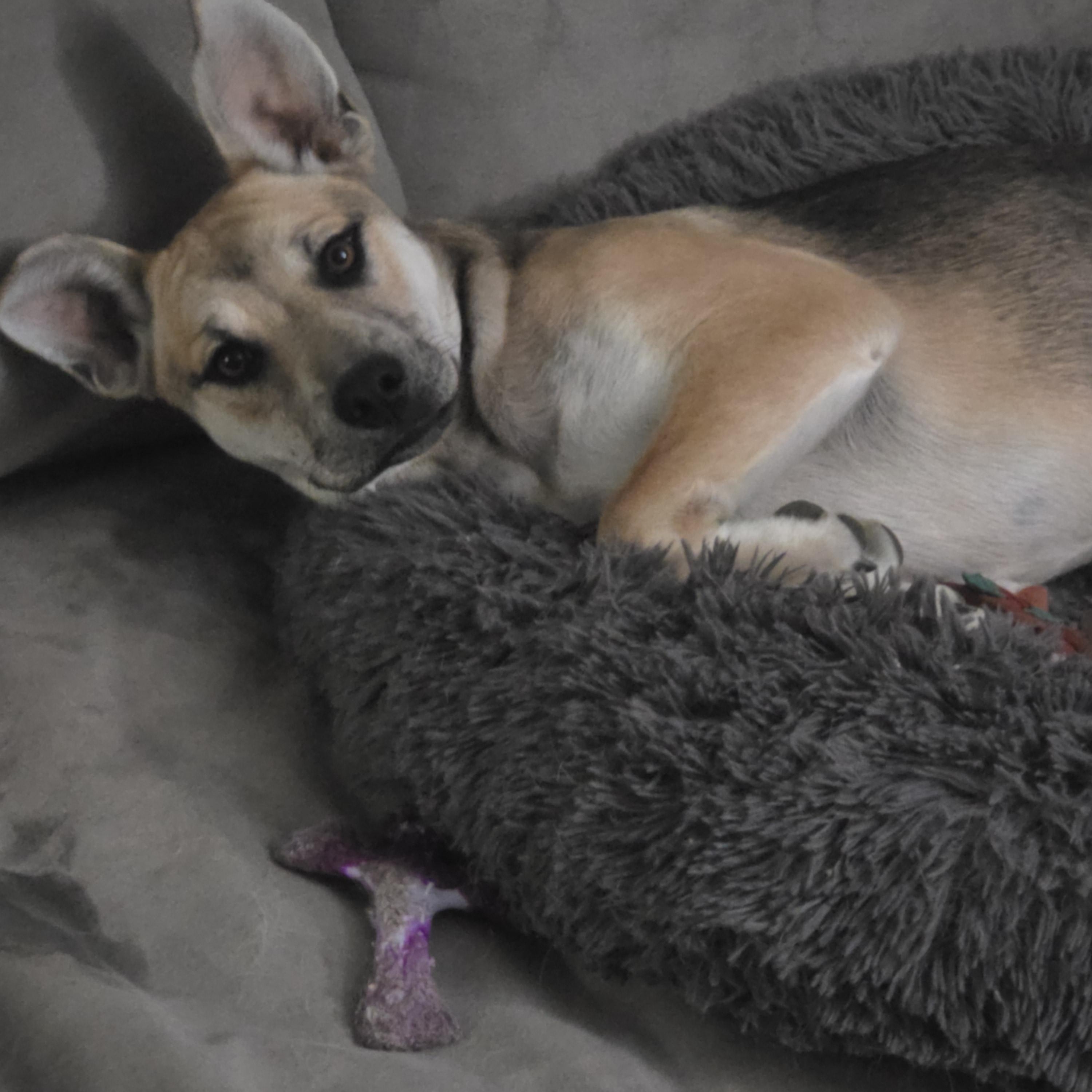 Nipsy, adoptable, Puppy Female German Shepherd Dog & Husky.
