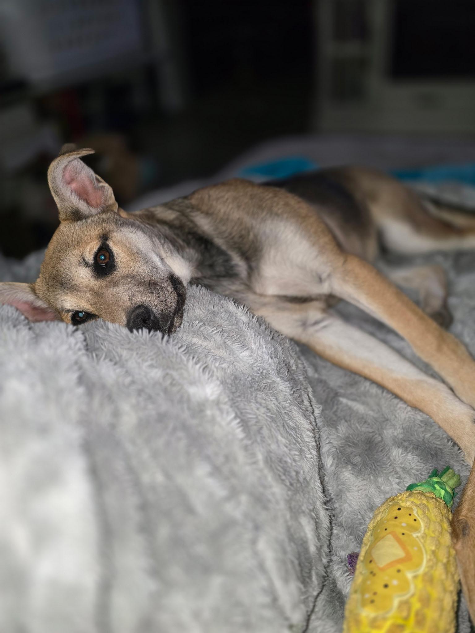 Nipsy, adoptable, Puppy Female German Shepherd Dog & Husky.