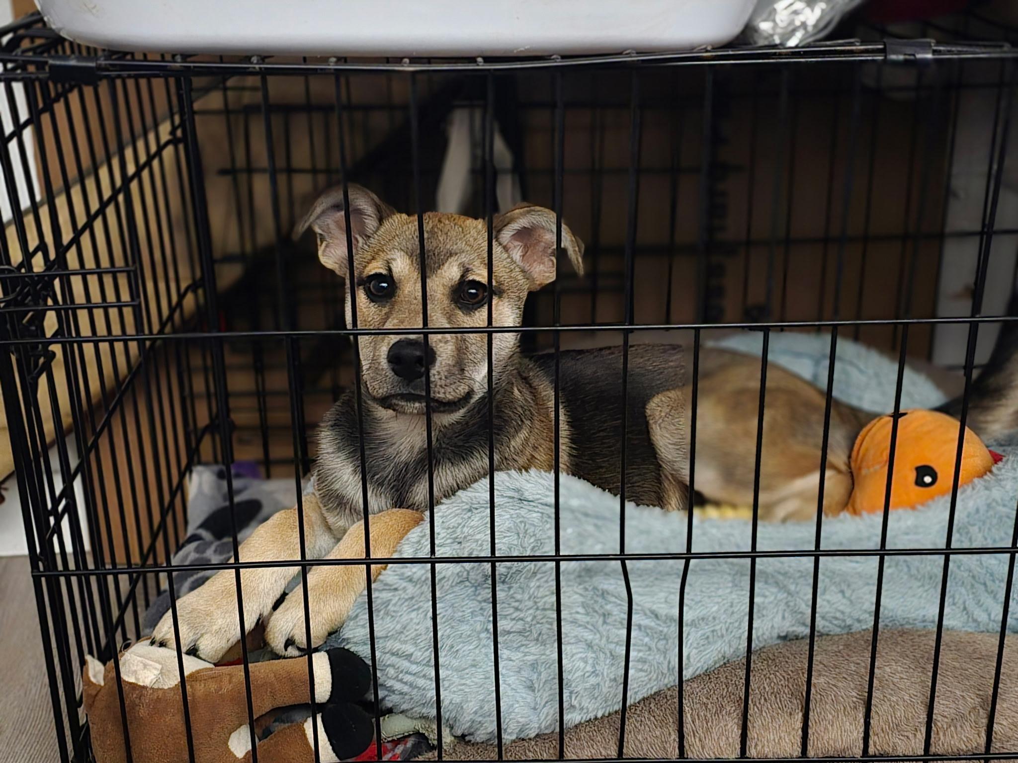 Enlarge Nipsy, an adoptable mixed breed in Pocatello, ID image 2/5