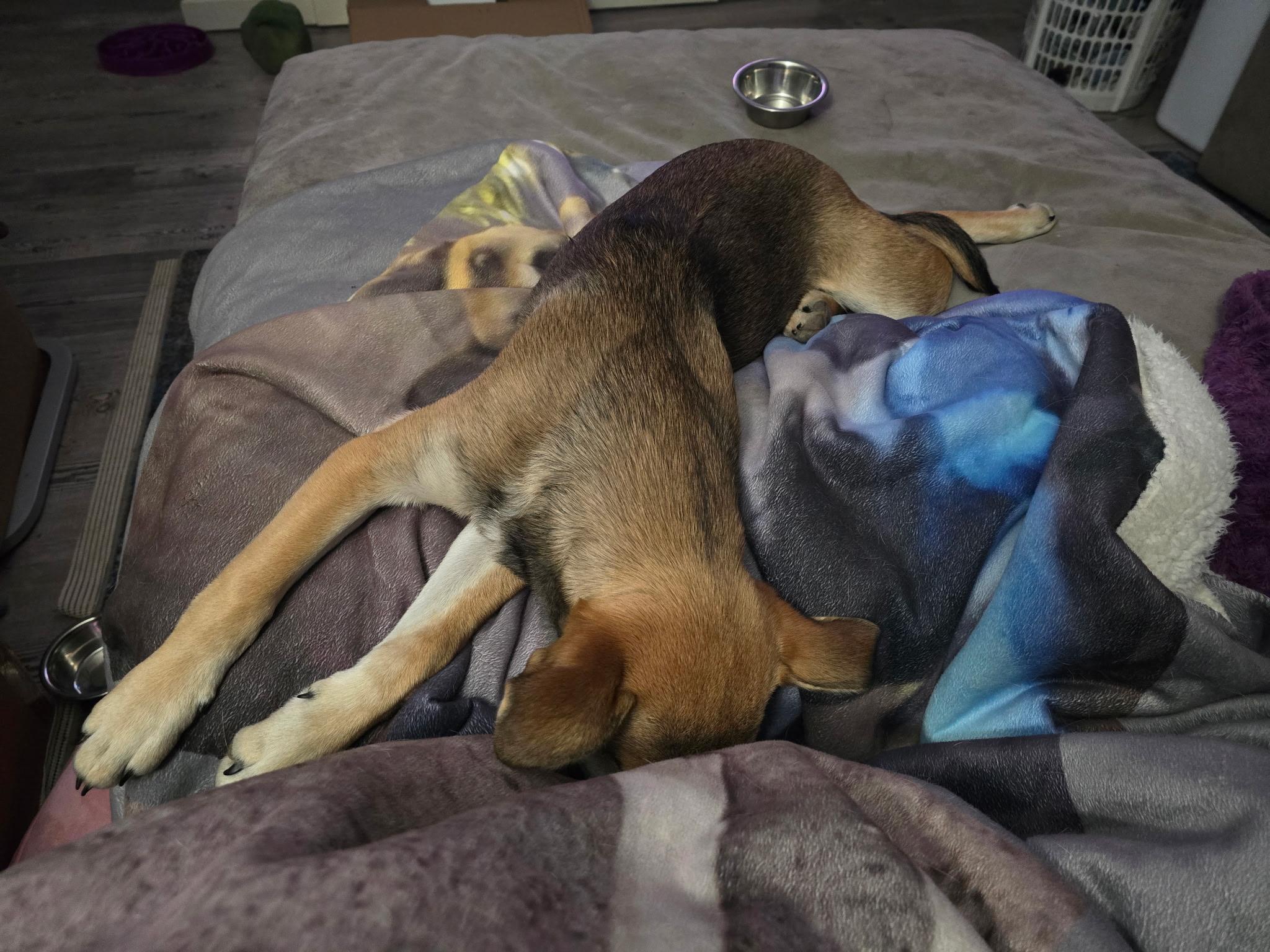 Enlarge Nipsy, an adoptable mixed breed in Pocatello, ID image 3/5