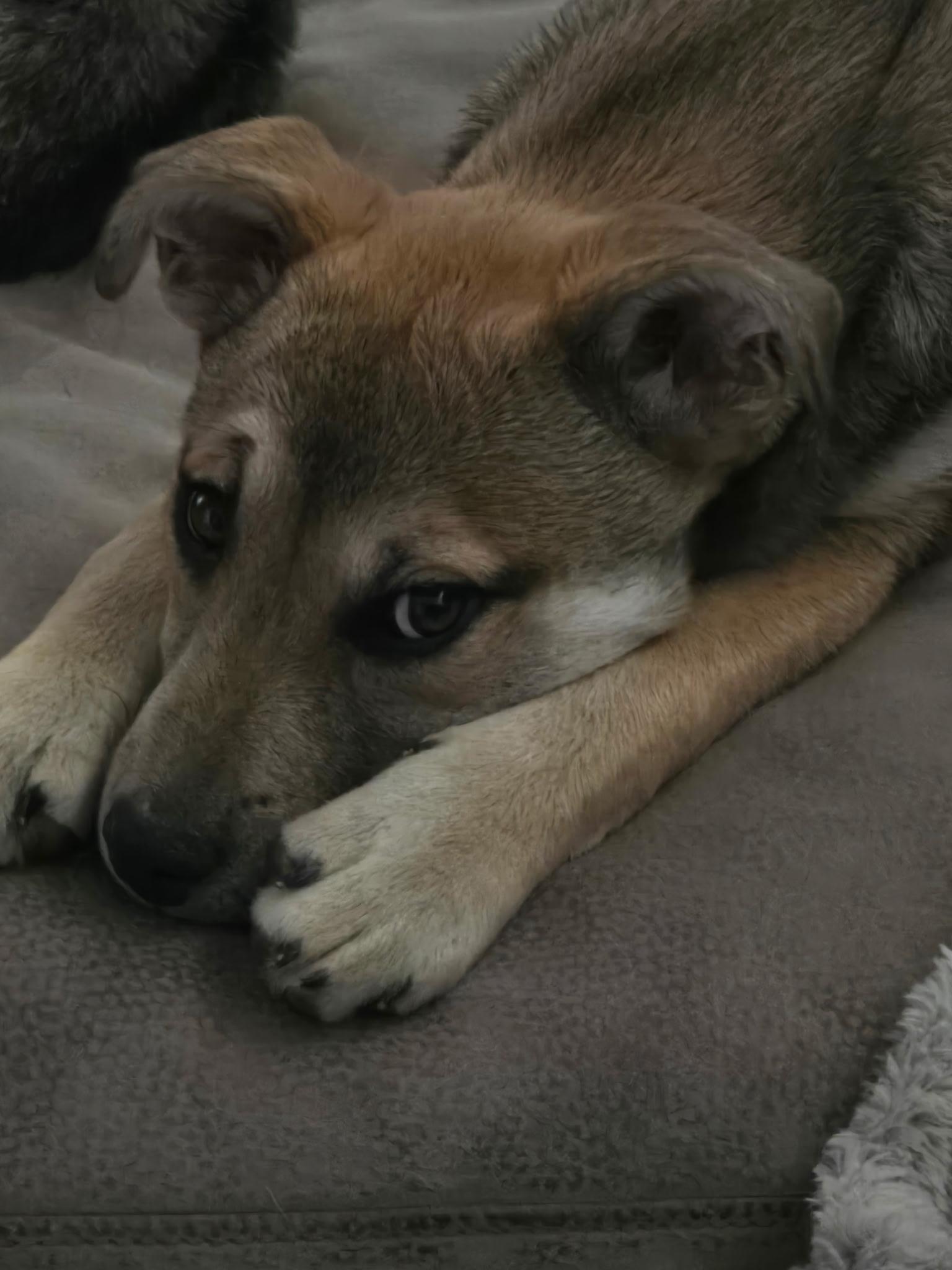 Enlarge Nipsy, an adoptable mixed breed in Pocatello, ID image 4/5