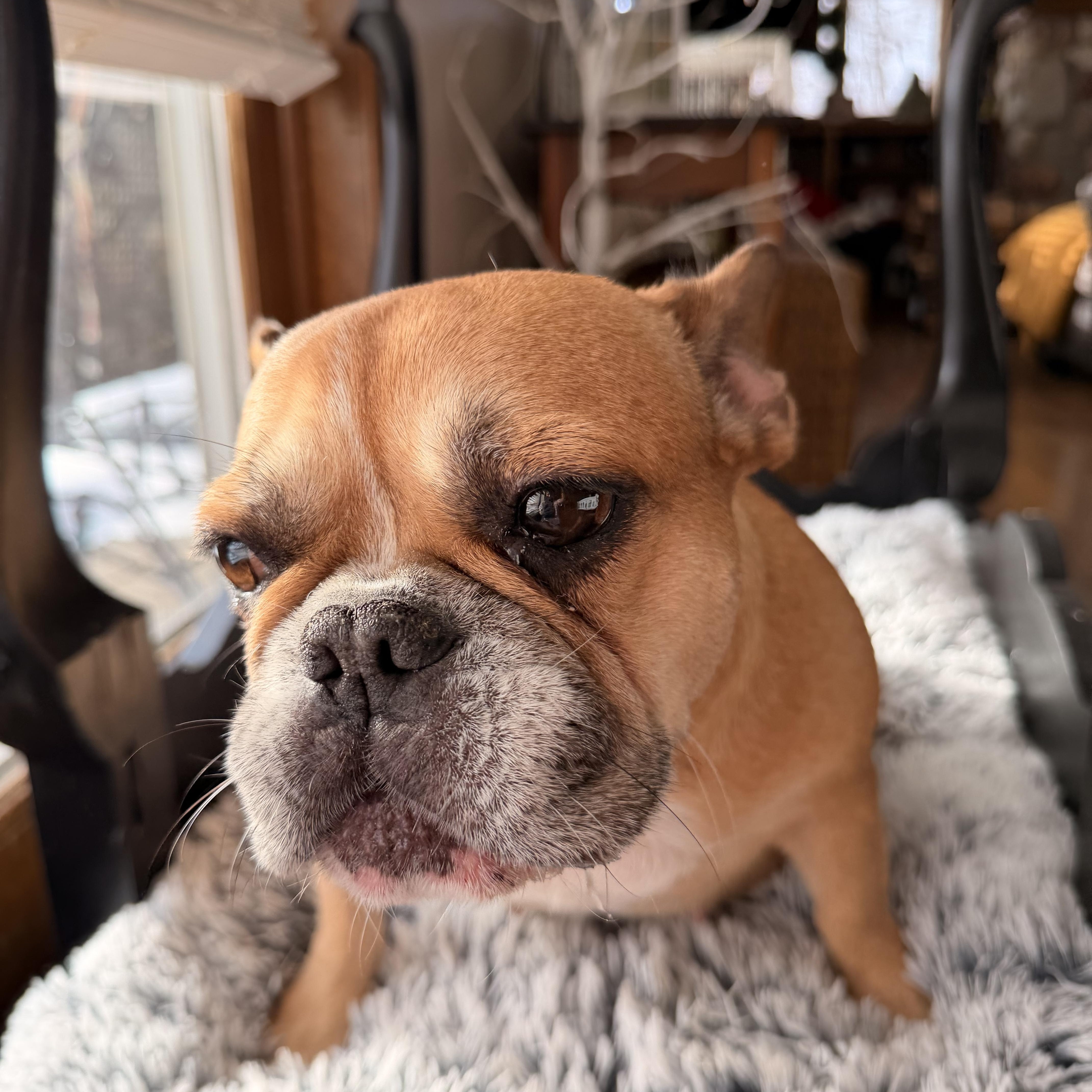 Enlarge Tootsi , a ADOPTABLE French Bulldog in North Freedom, WI image 3/3