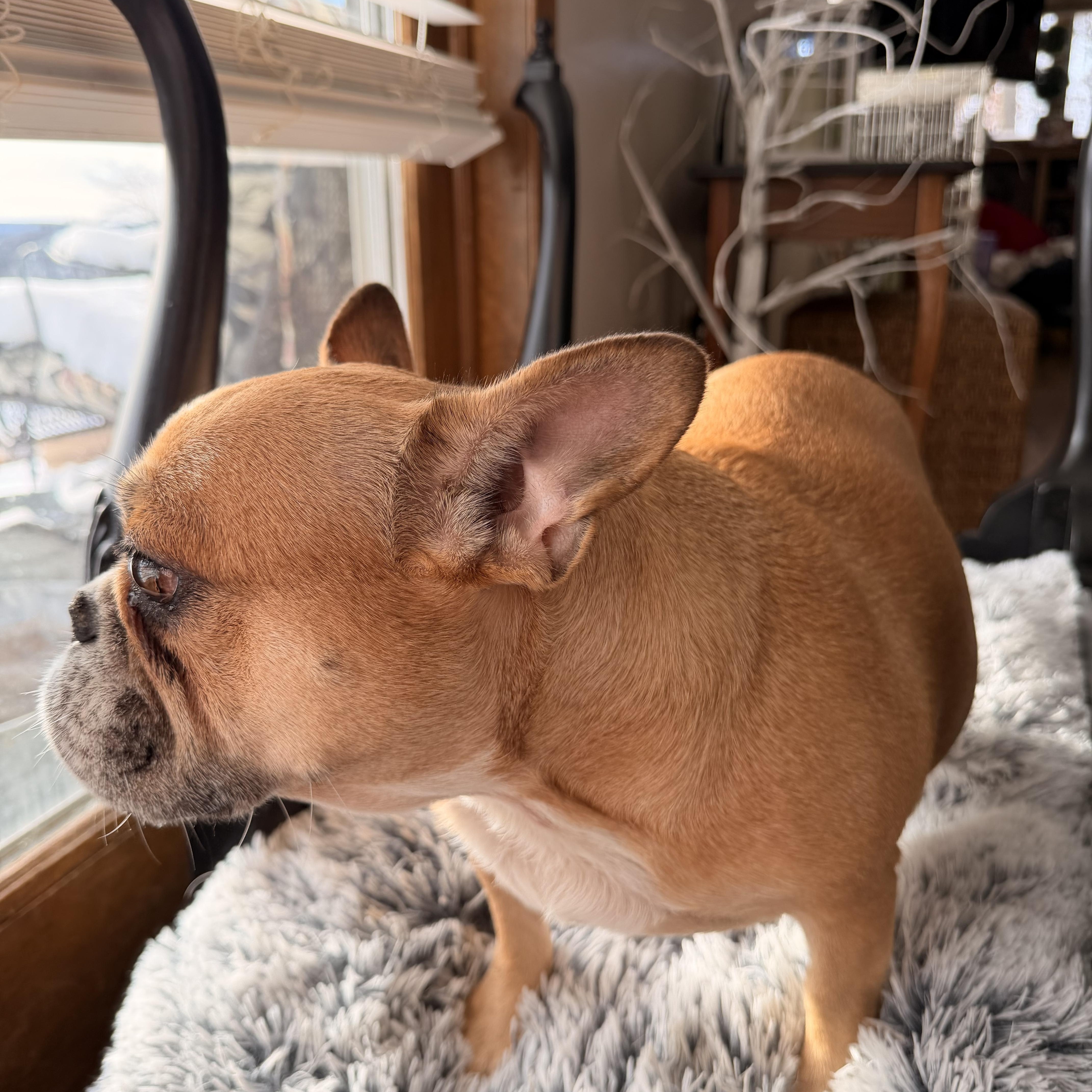 Enlarge Tootsi , a ADOPTABLE French Bulldog in North Freedom, WI image 2/3