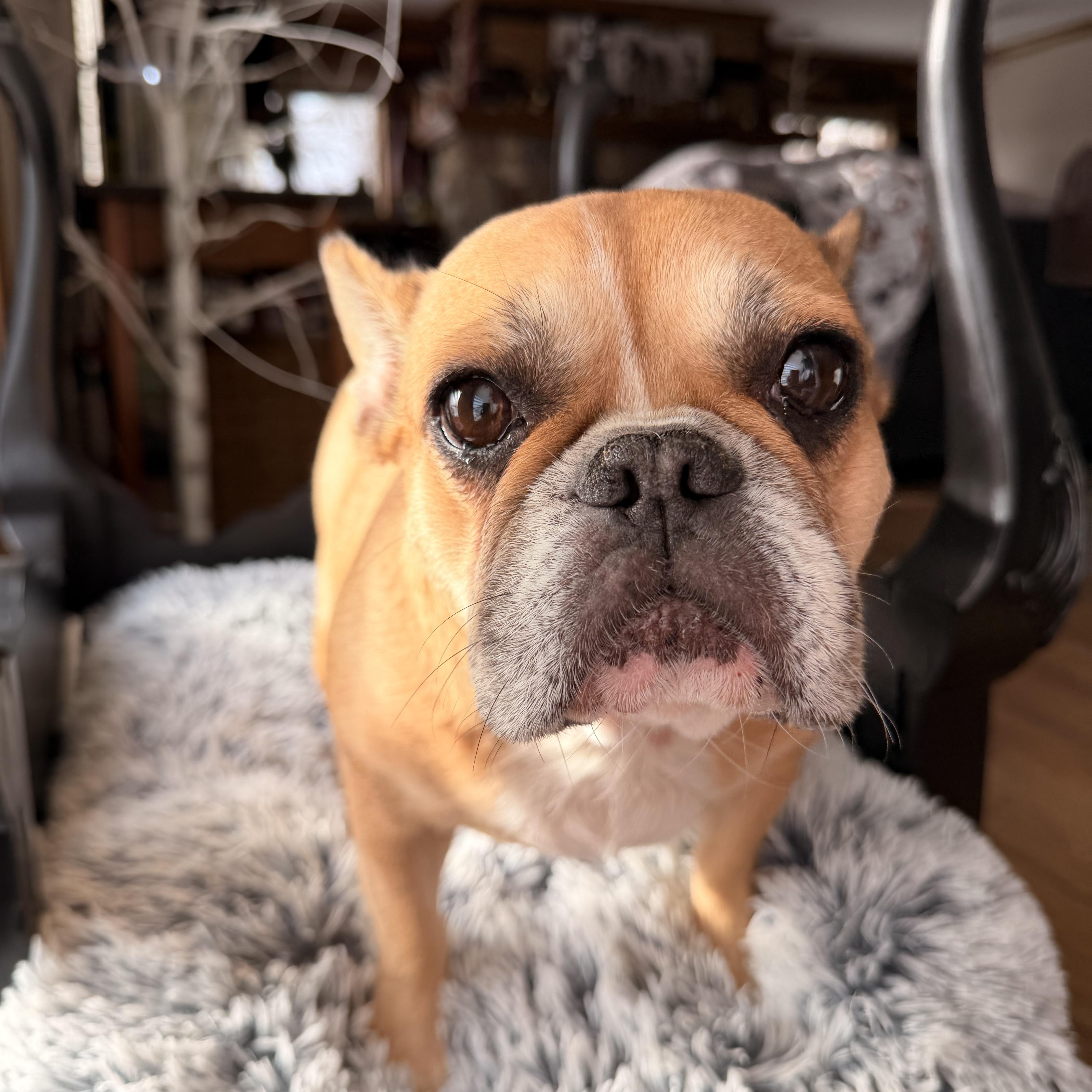 Tootsi , ADOPTABLE, Adult Female French Bulldog.