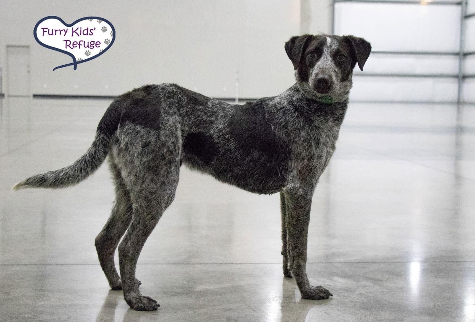 Enlarge Jimmy, a Adoptable mixed breed in Lee's Summit, MO image 1/3