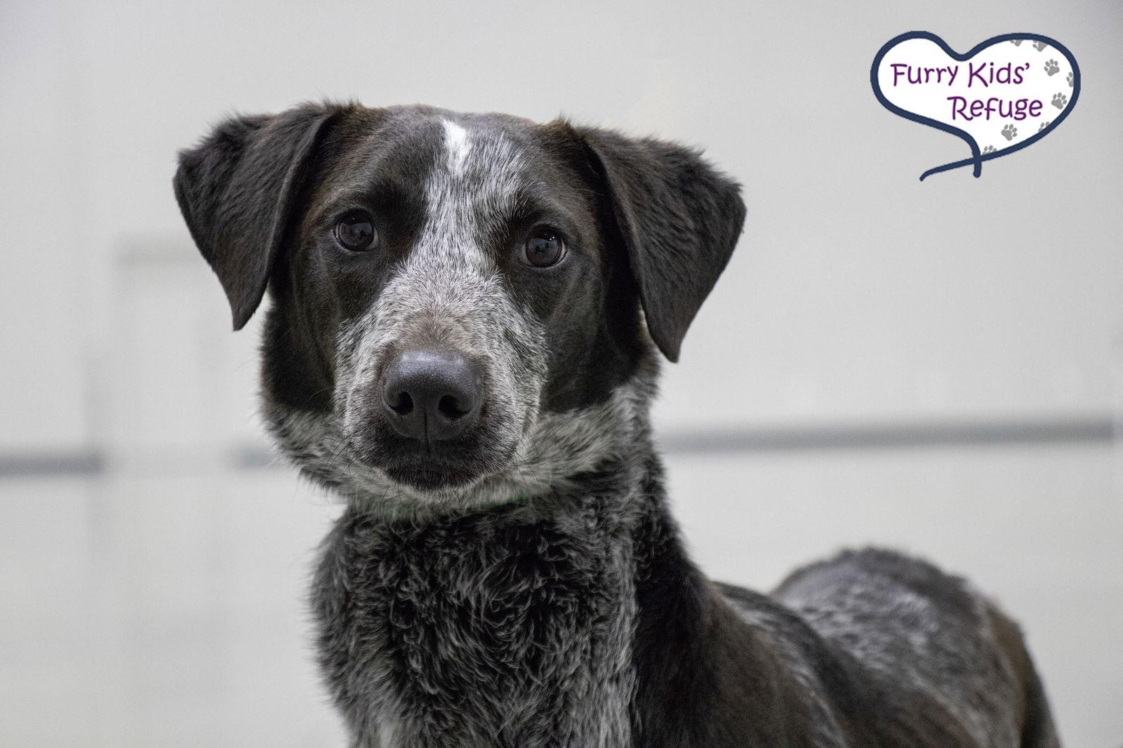 Enlarge Jimmy, a Adoptable mixed breed in Lee's Summit, MO image 2/3