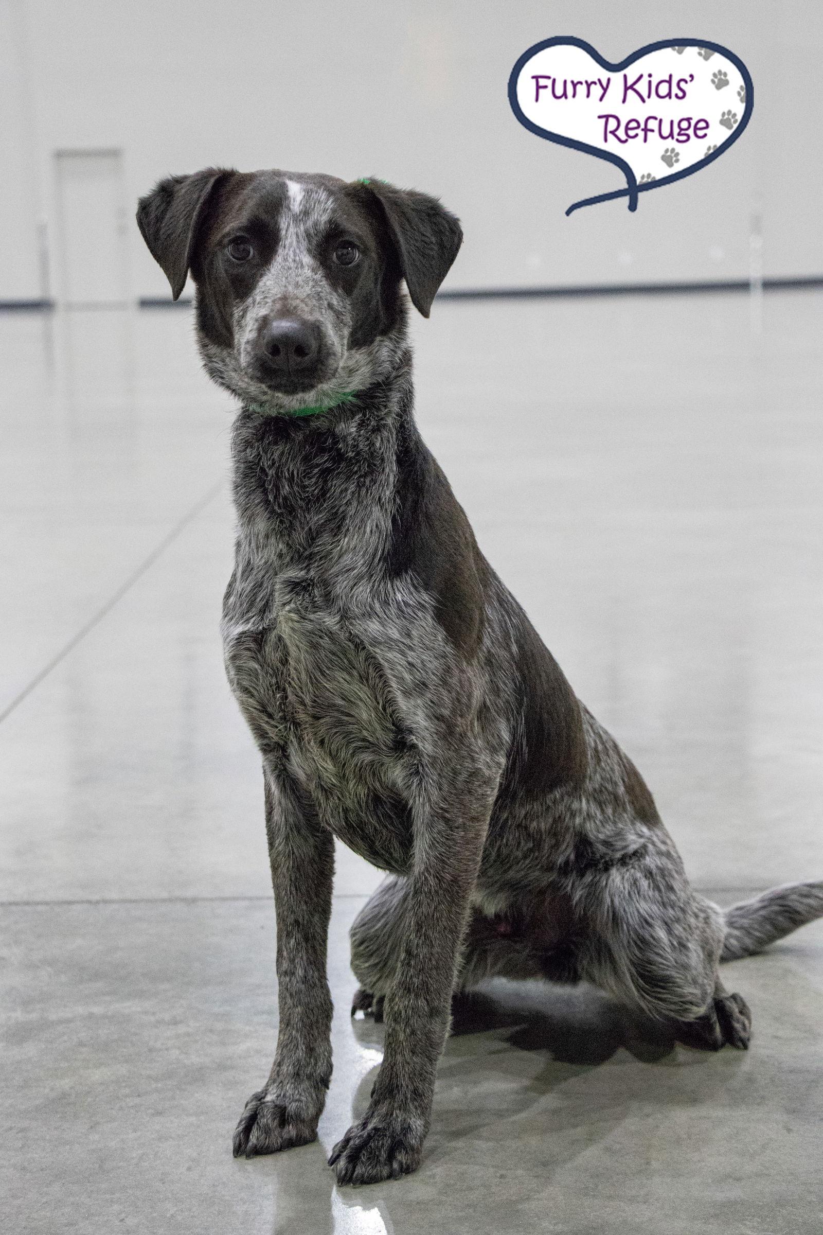Enlarge Jimmy, a Adoptable mixed breed in Lee's Summit, MO image 3/3