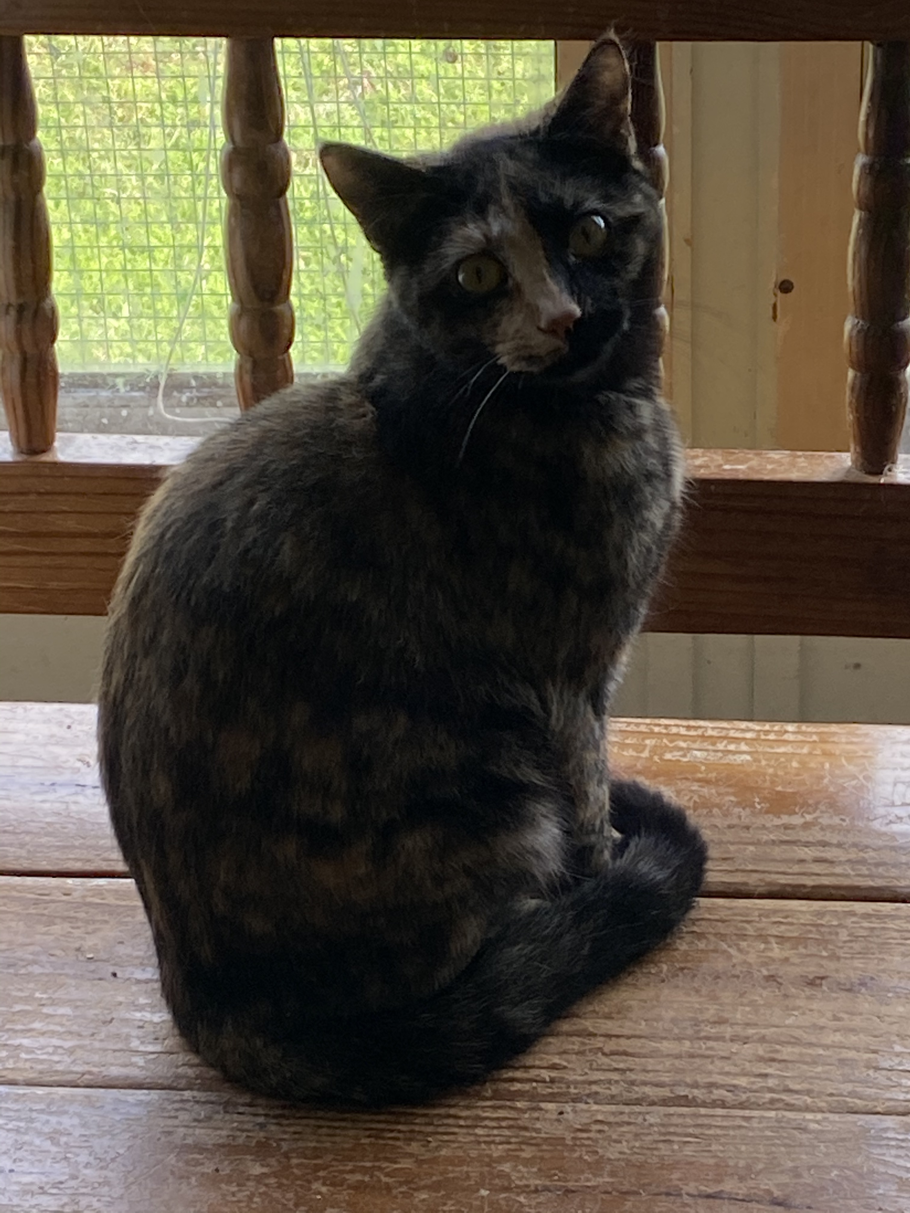 Mariglow, a Adoptable Domestic Short Hair in Henrietta, TX image 2/2