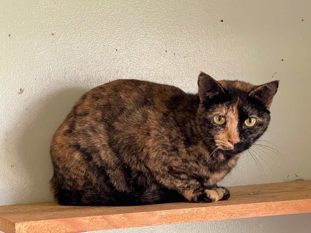 Mariglow, a Adoptable Domestic Short Hair in Henrietta, TX image 1/2