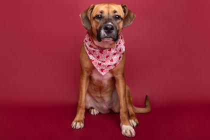 Aggie, Adoptable, Adult Female Hound & Mixed Breed.
