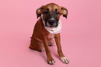 Enlarge Aggie, a Adoptable mixed breed in Greenville, SC image 2/2