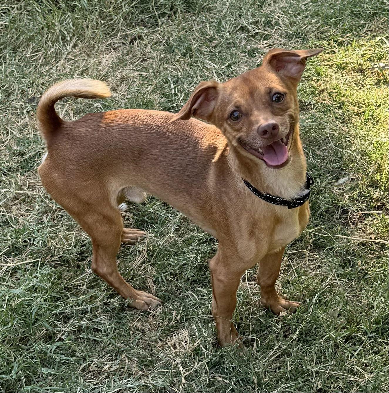 Cheech, Adoptable, Young Male Dachshund.