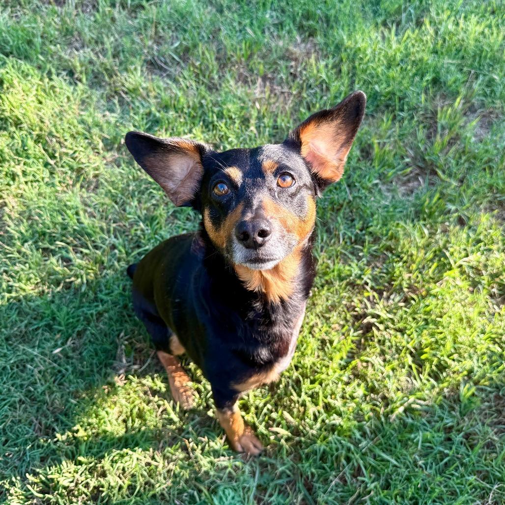 Leonard, a Adoptable Miniature Pinscher in Brooklyn, NY image 1/6