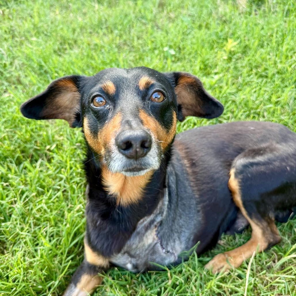 Leonard, a Adoptable Miniature Pinscher in Brooklyn, NY image 2/6