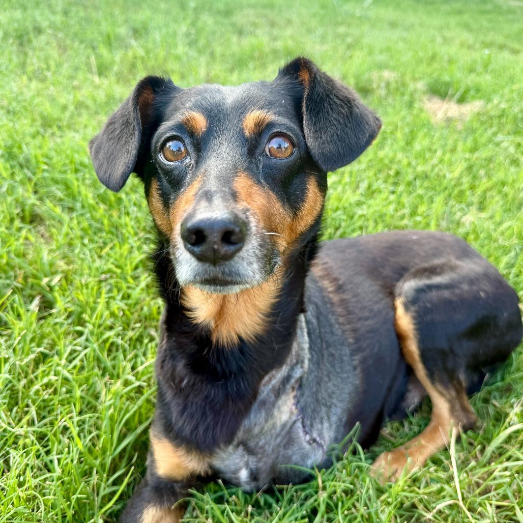 Leonard, a Adoptable Miniature Pinscher in Brooklyn, NY image 3/6