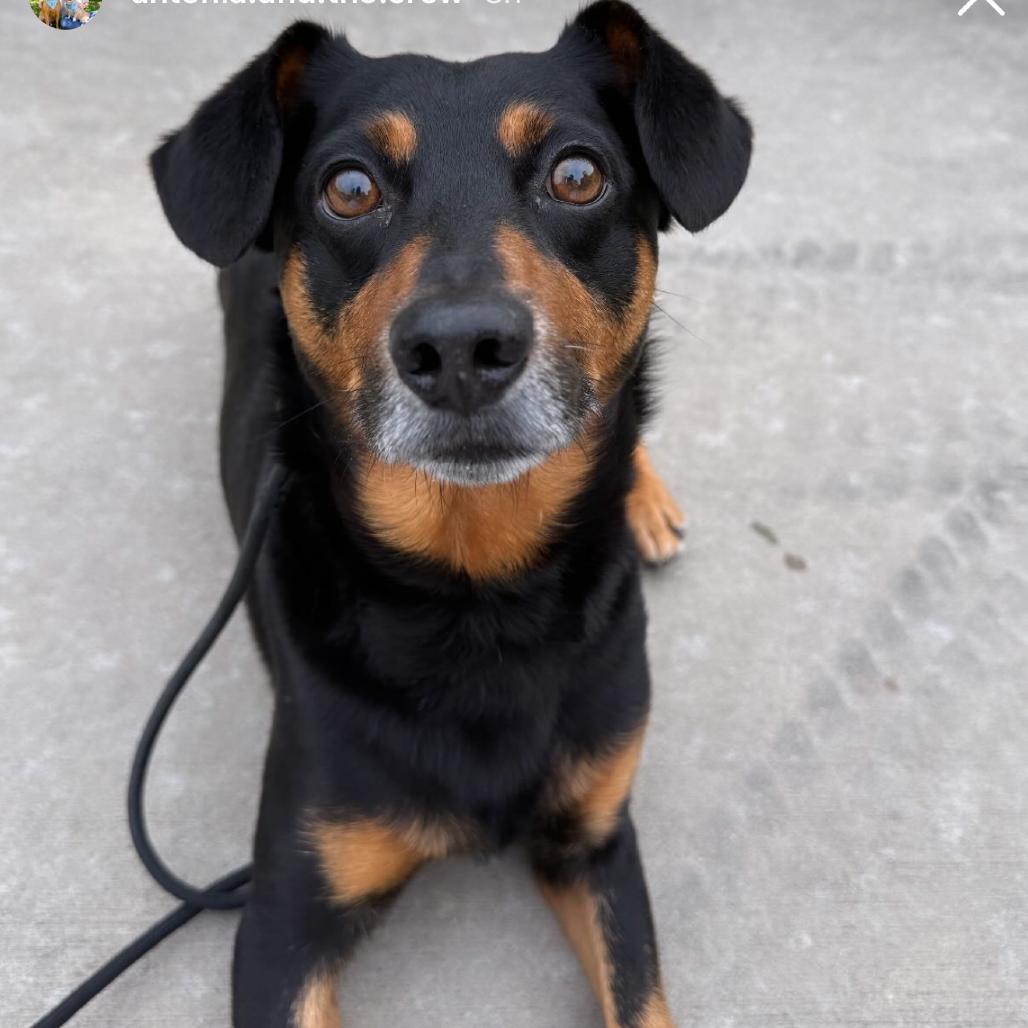 Leonard, a Adoptable Miniature Pinscher in Brooklyn, NY image 4/6
