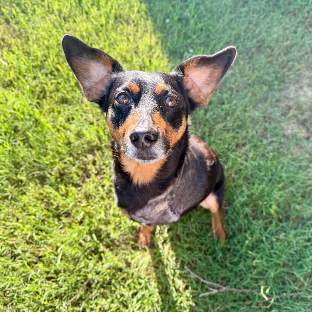 Leonard, a Adoptable Miniature Pinscher in Brooklyn, NY image 5/6