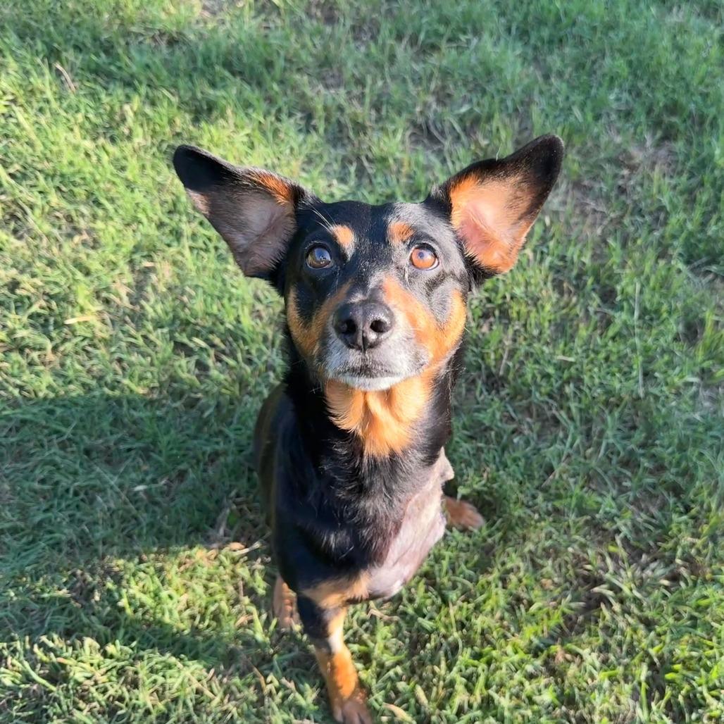 Leonard, a Adoptable Miniature Pinscher in Brooklyn, NY image 6/6