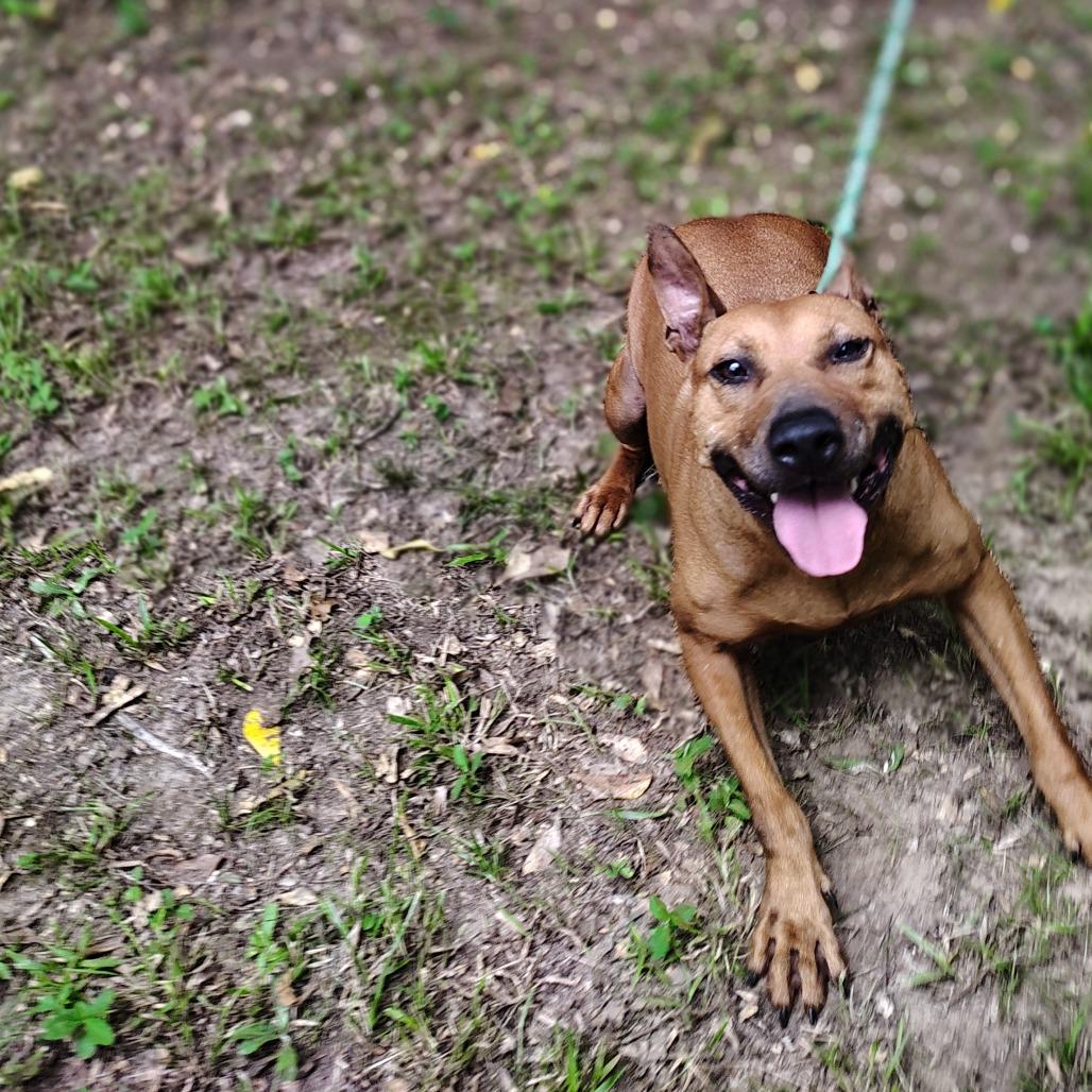 Enlarge Charlotte, a Adoptable mixed breed in Tylertown, MS image 1/3