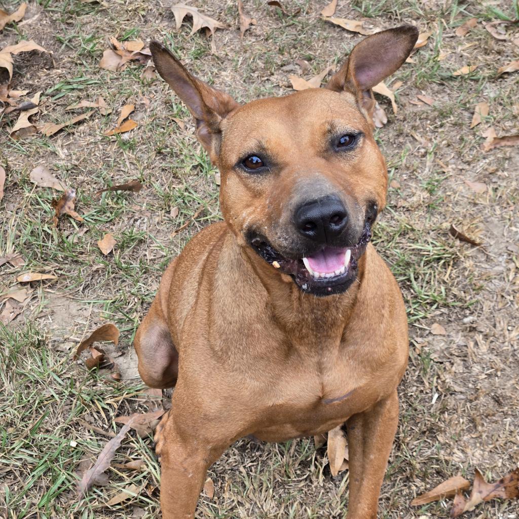 Enlarge Charlotte, a Adoptable mixed breed in Tylertown, MS image 2/3