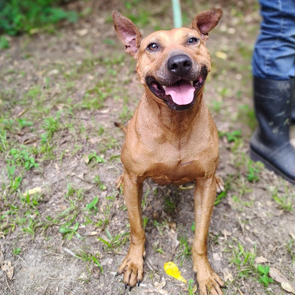 Enlarge Charlotte, a Adoptable mixed breed in Tylertown, MS image 3/3